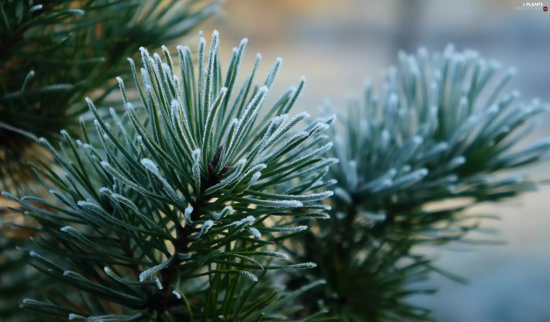 twig, pine, green ones, needle, White frost, plant