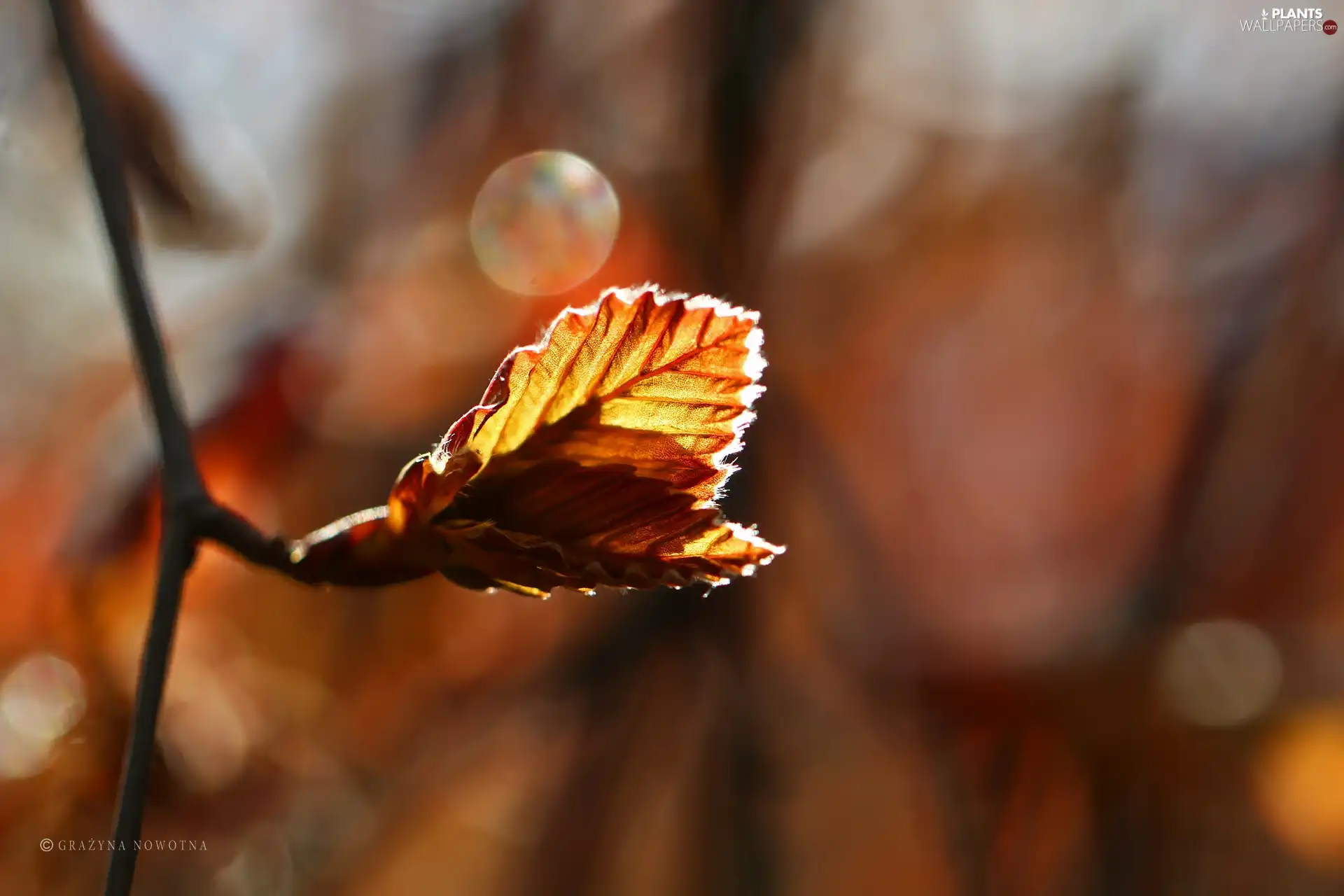 plant, color, Leaf