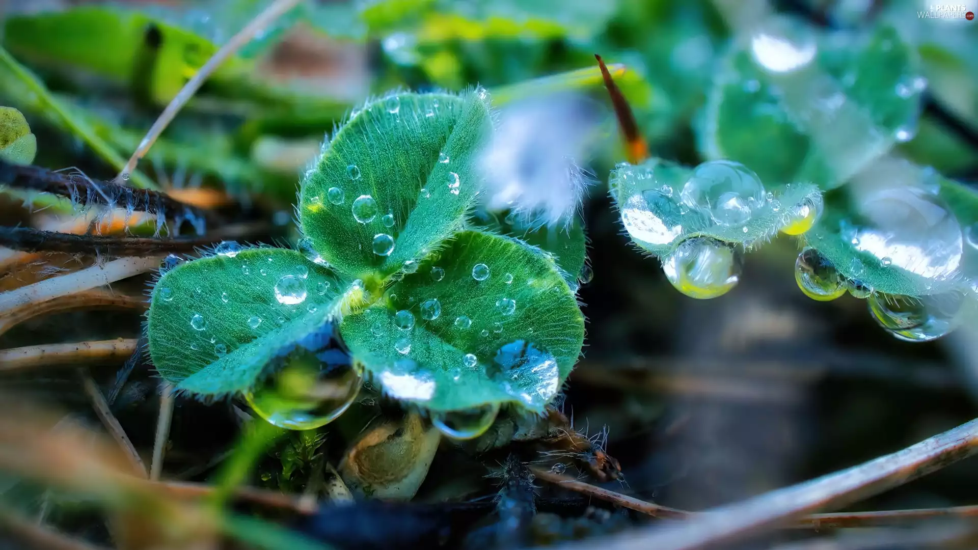 Leaf, dew, drops, plant