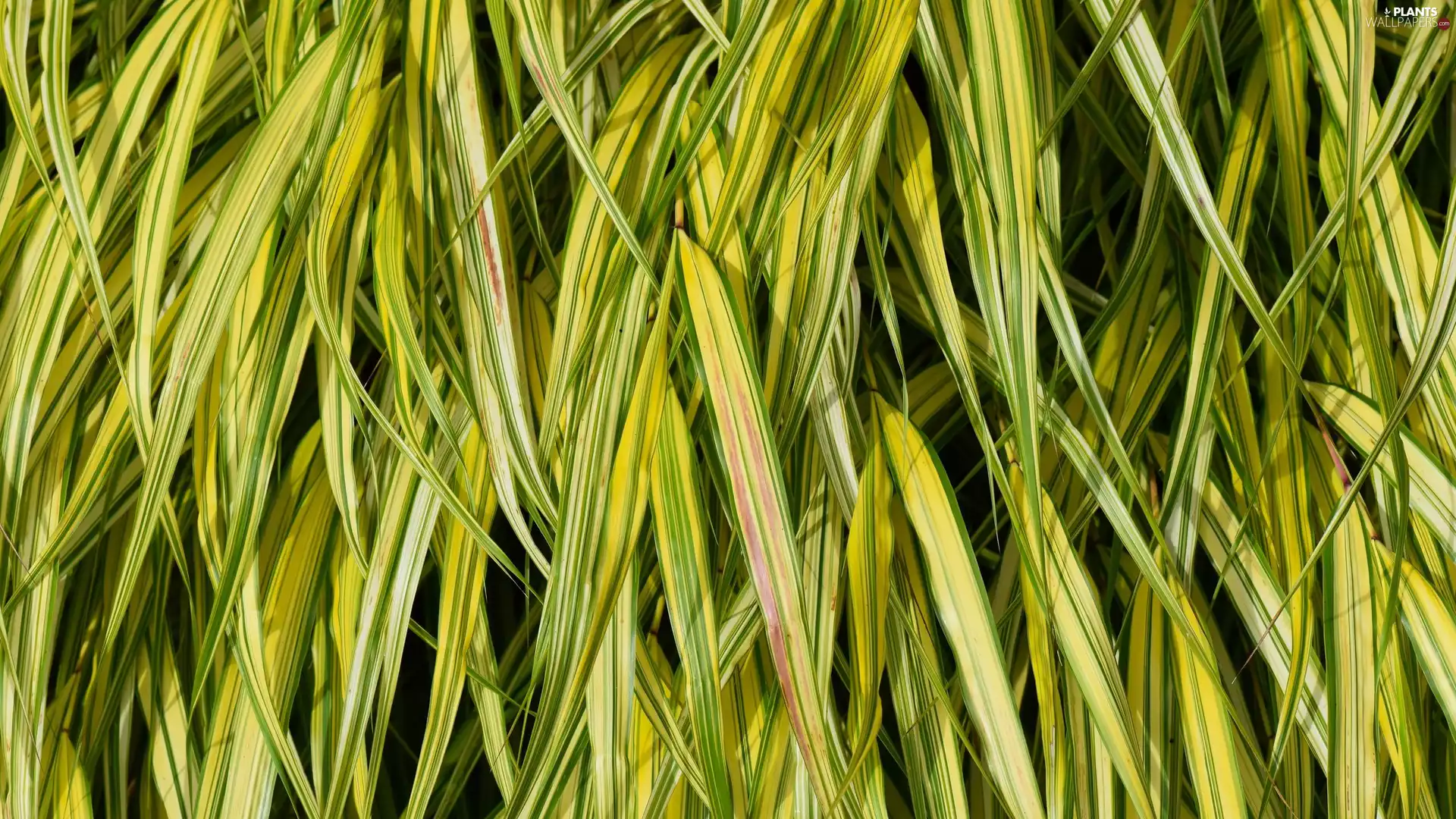 plant, Longitudinal, Leaf