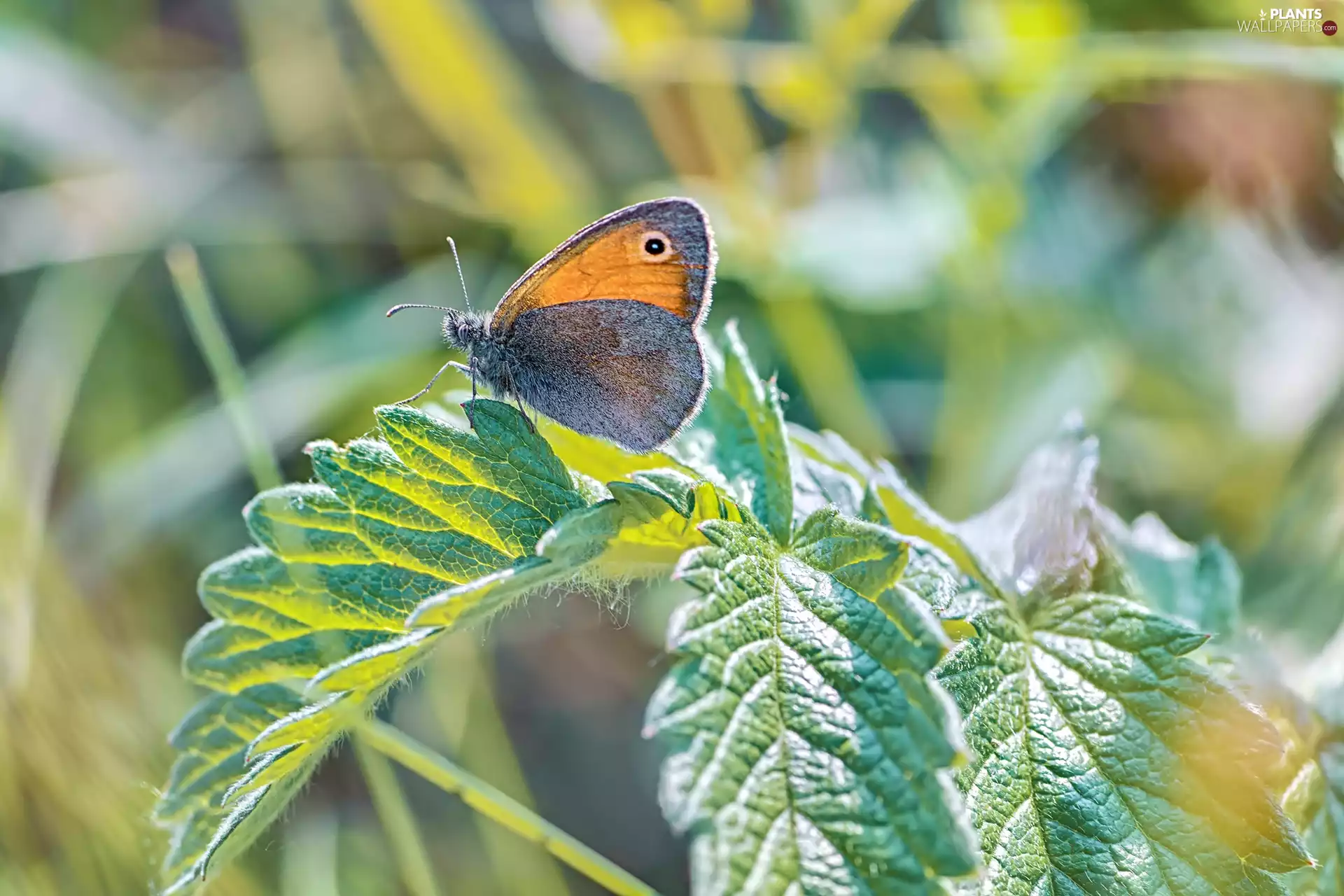 butterfly, plant, Leaf, Coenonympha Pamphilus