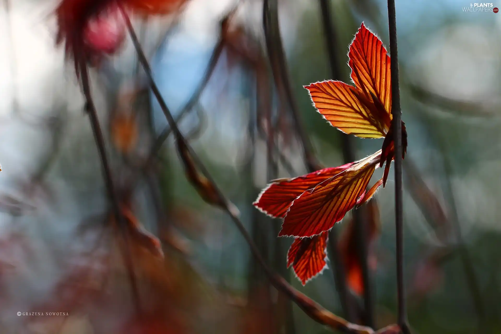 plant, Red, Leaf