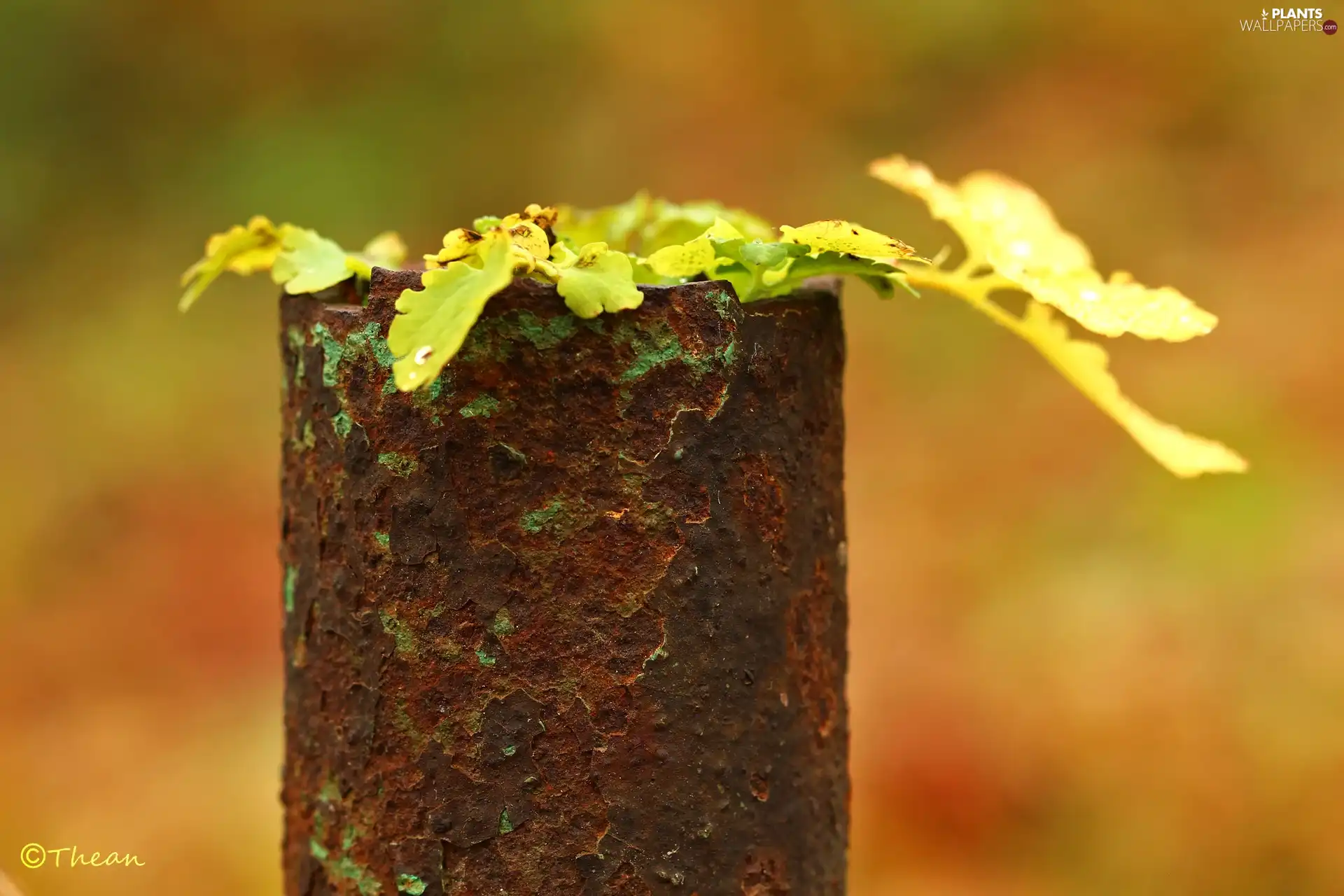 Metal, mildew, plant, post