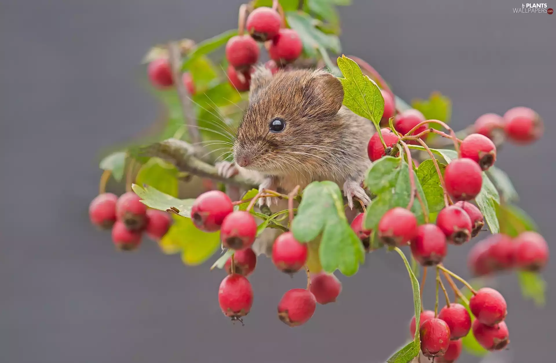 mouse, Wild, rose, plant