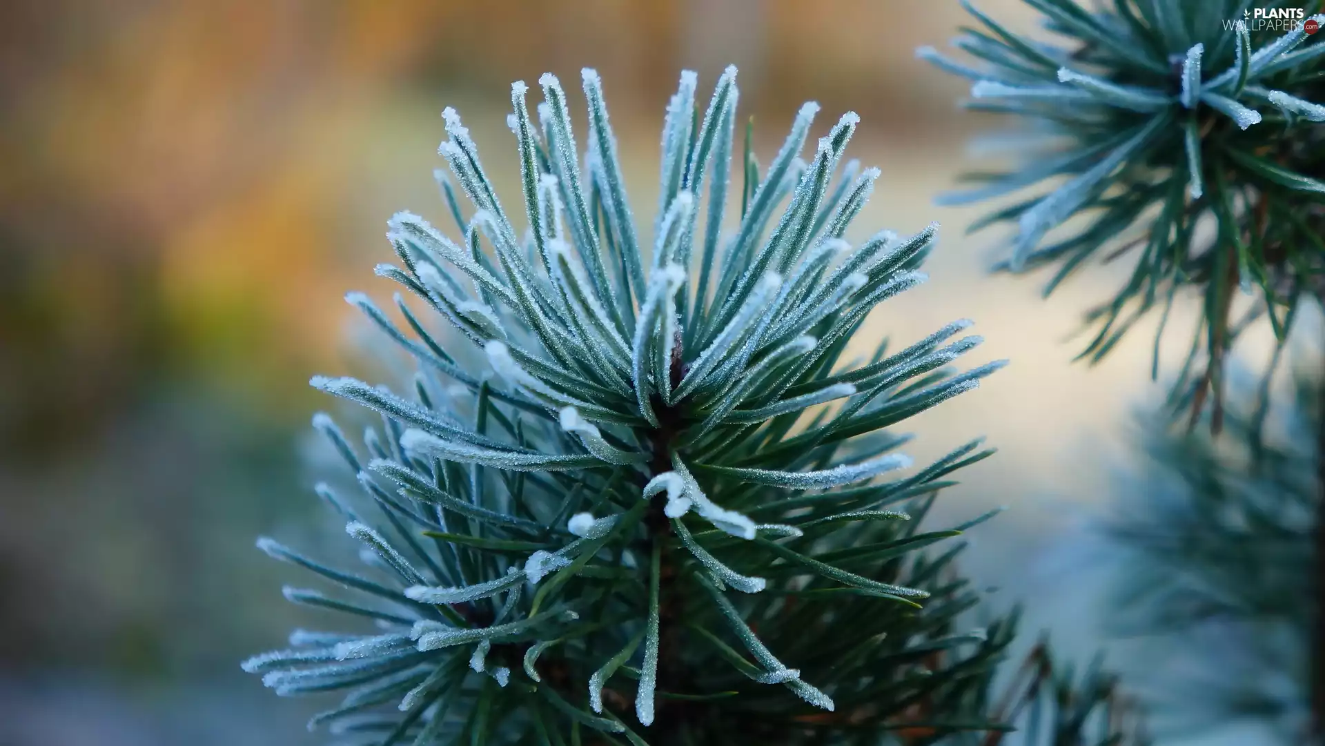 twig, pine, needle, White frost, green ones, plant