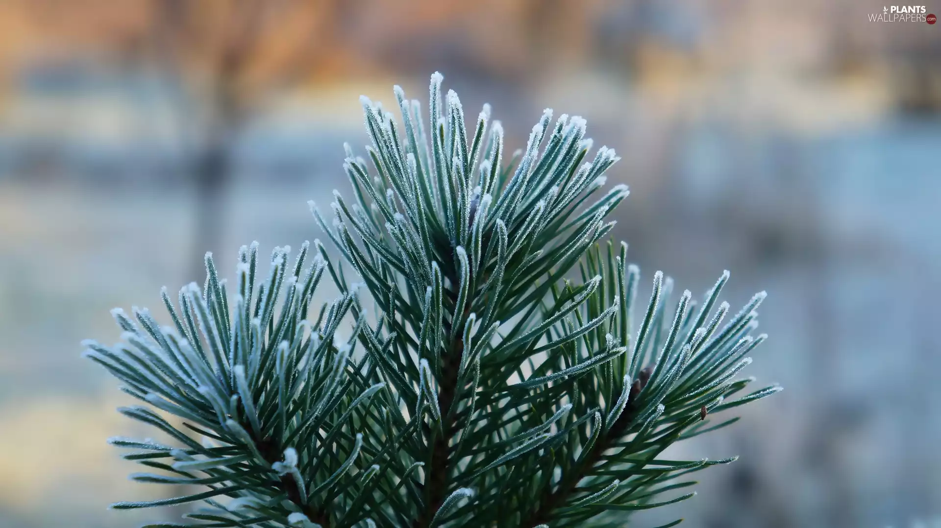 Twigs, pine, needle, White frost, green ones, plant