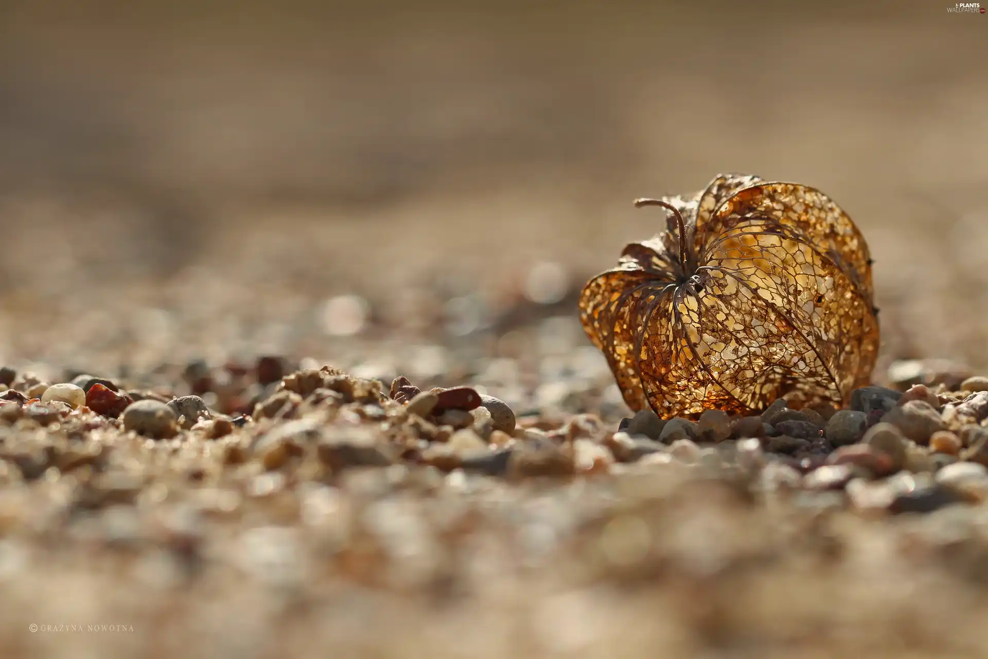 Sand, physalis bloated, plant