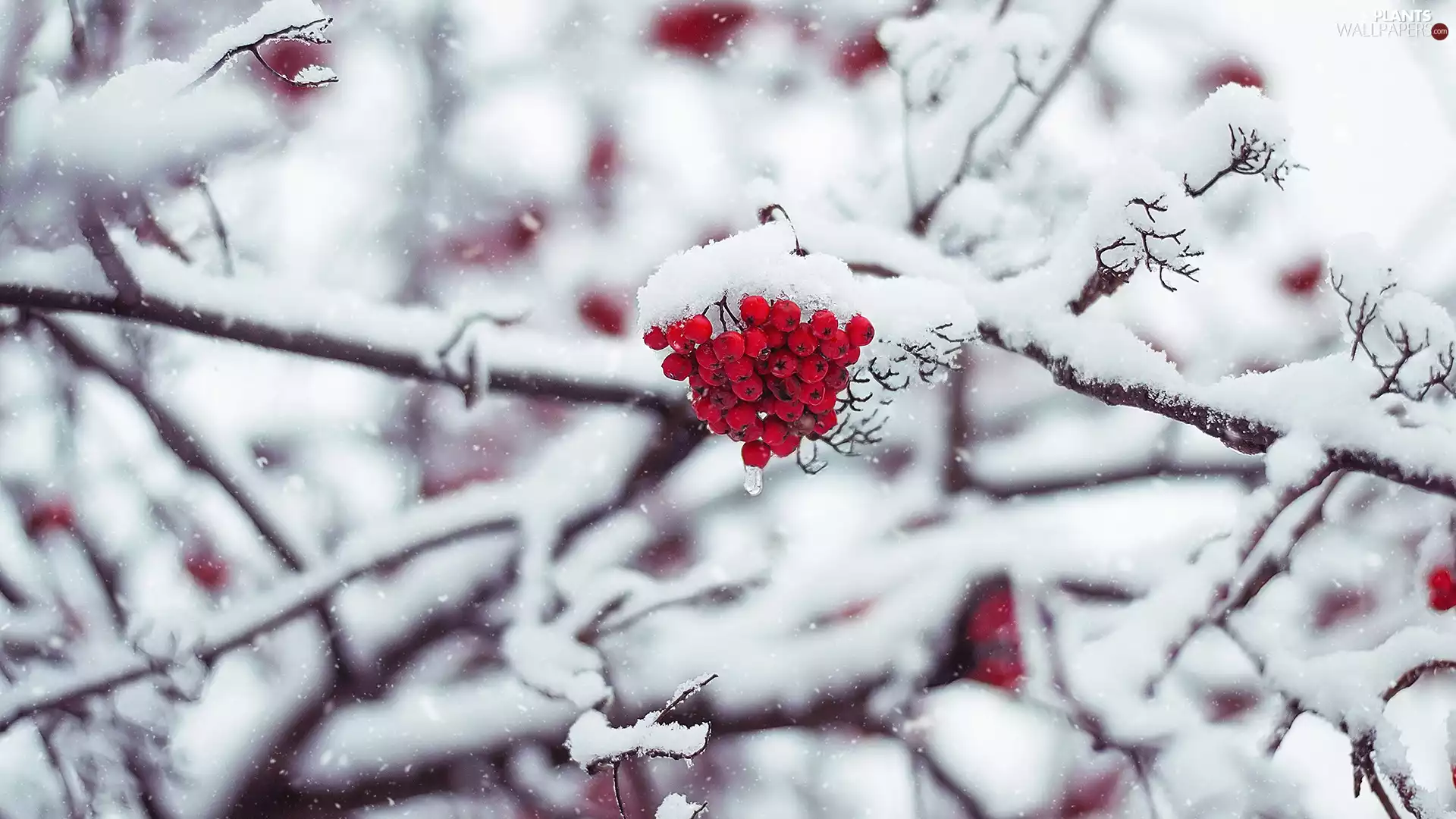 Twigs, winter, Fruits, Plant, Red, snow