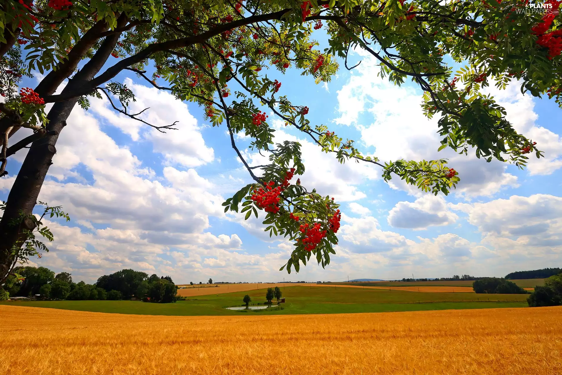 trees, Field, corn, Plant