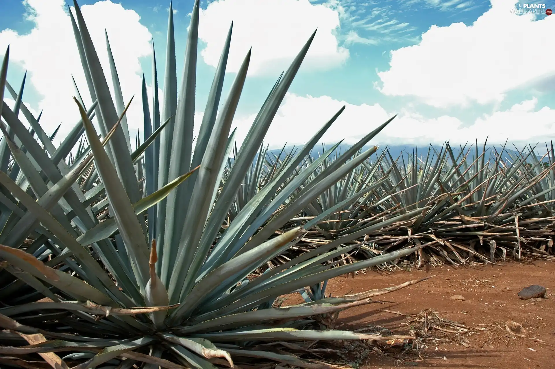 agave, plantation