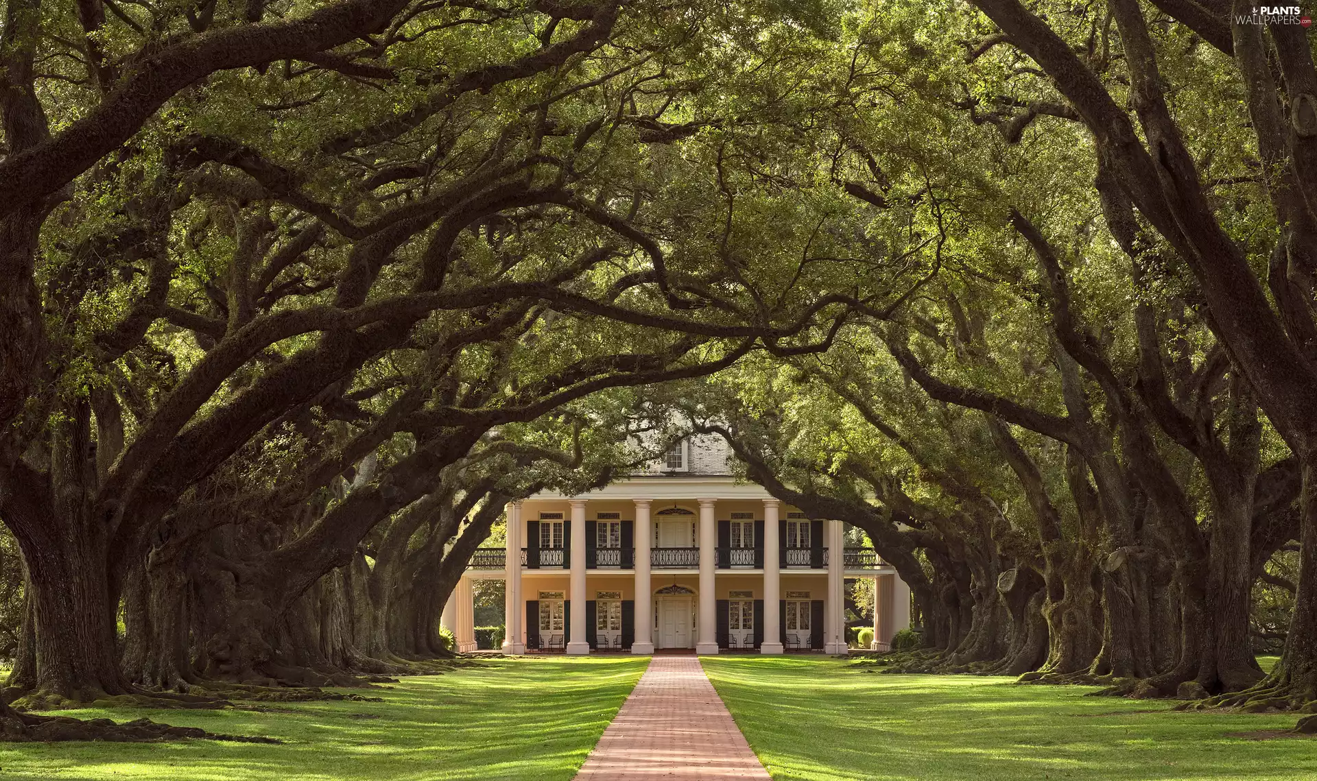 Way, State of Louisiana, Oak Alley Plantation, viewes, Oak Alley Plantation Villa, The United States, Vacherie Municipality, oaks, trees, house
