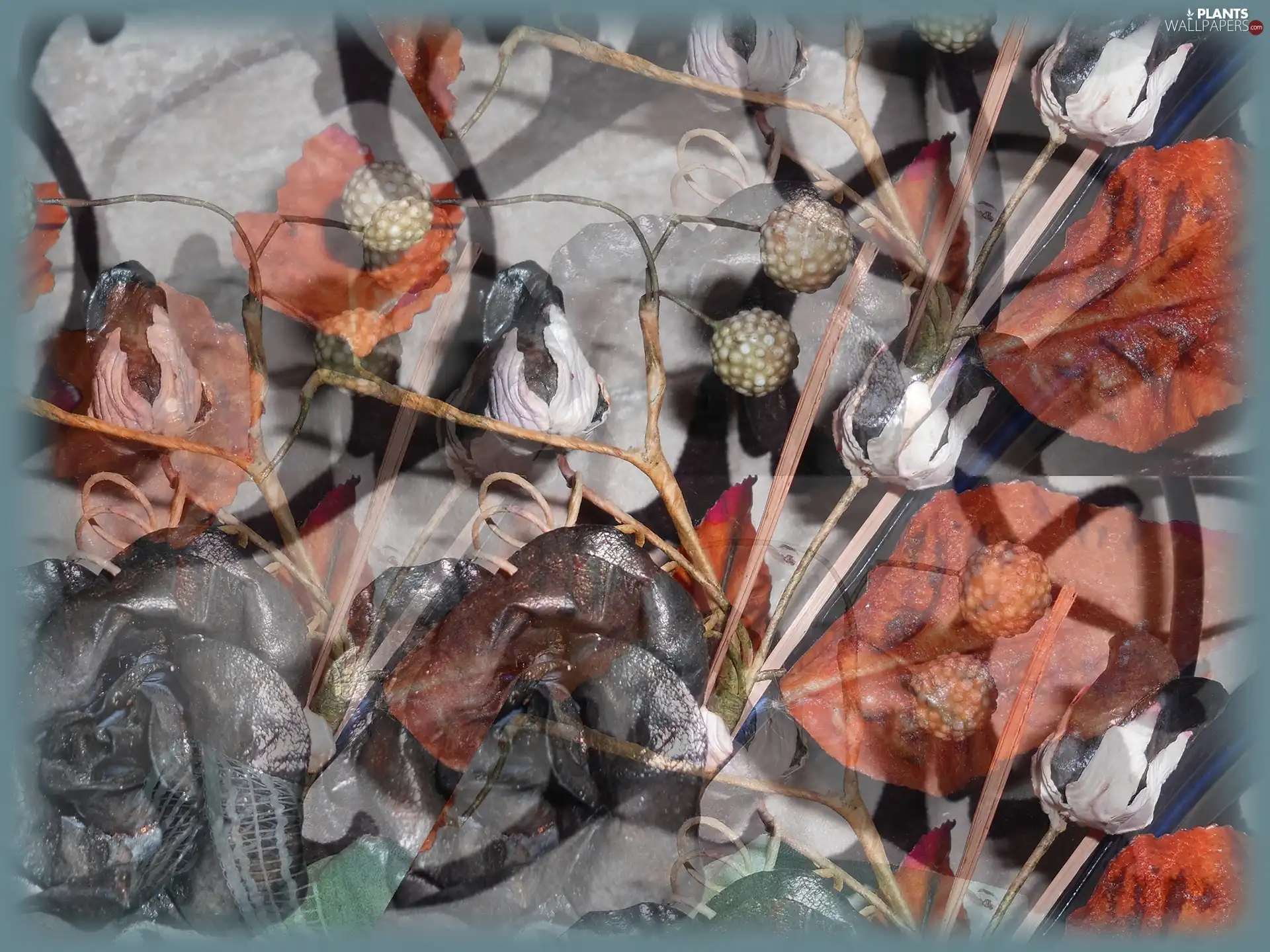 Plants, Leaf, Autumn