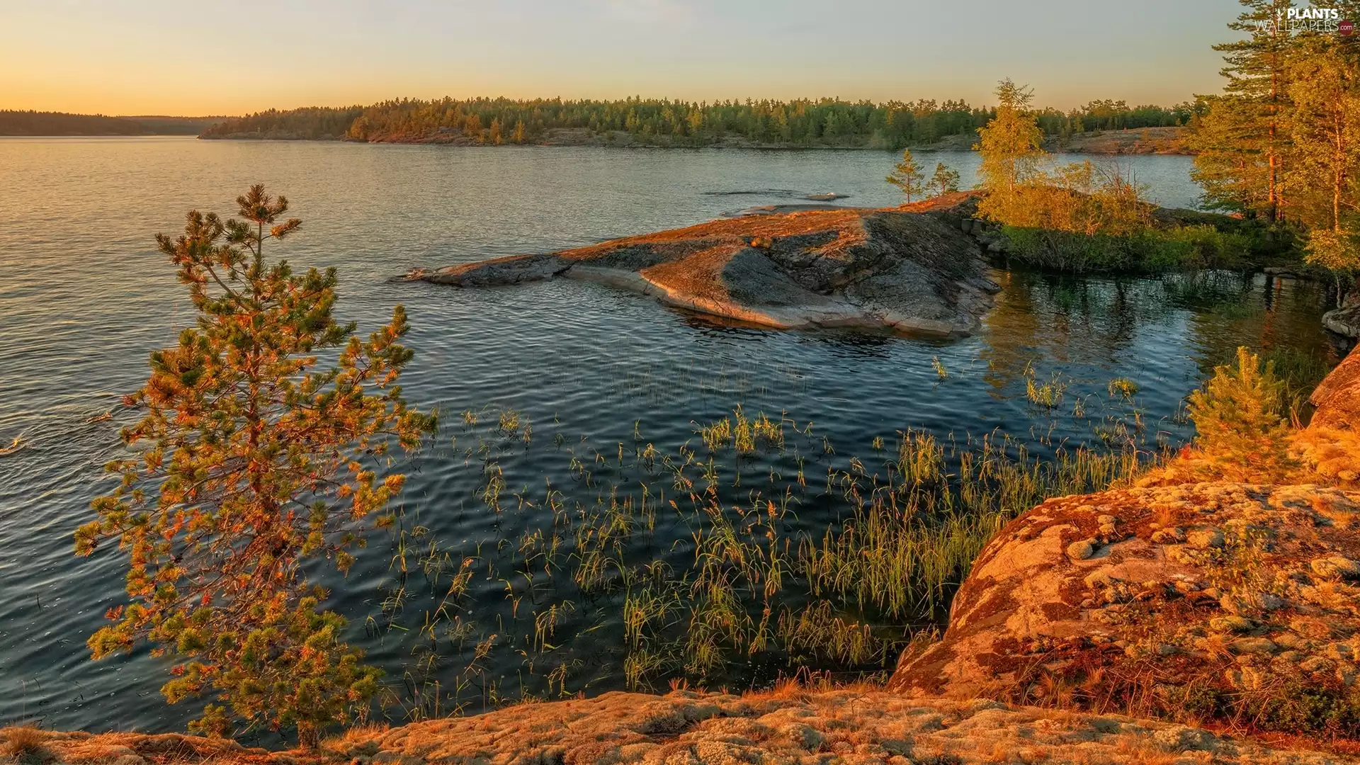 trees, lake, Rocks, Plants, viewes, autumn