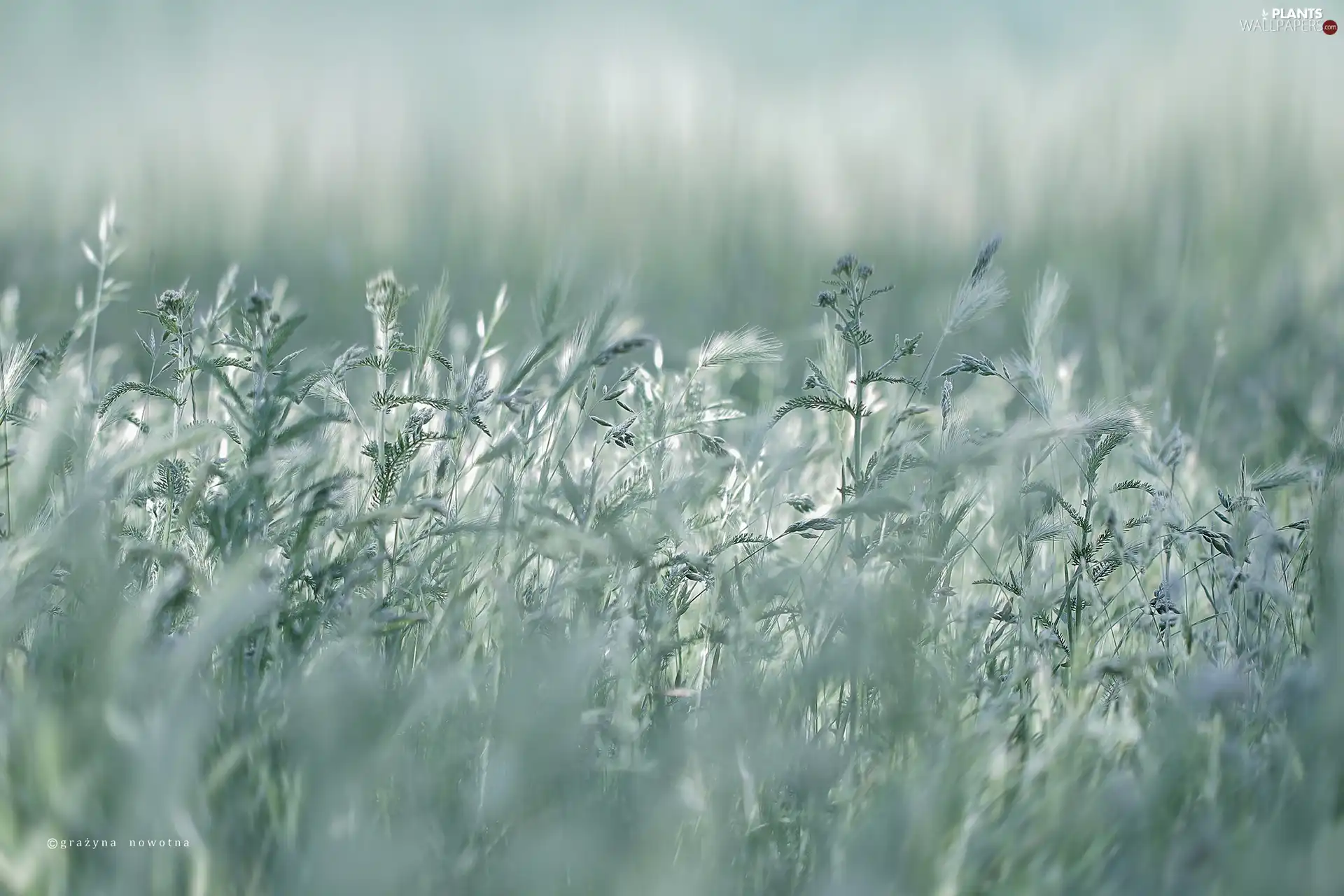 Plants, grass, blades