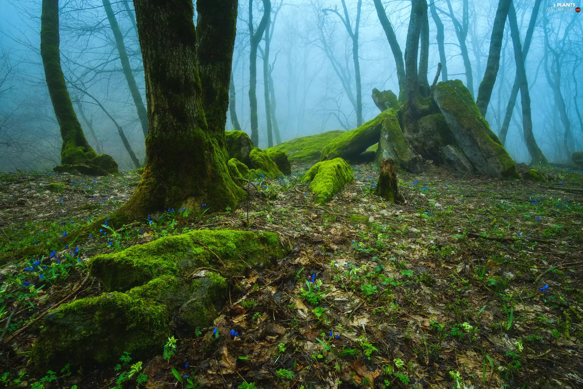 Plants, mossy, viewes, Flowers, Stones, forest, trees, Spring, Blue, Fog