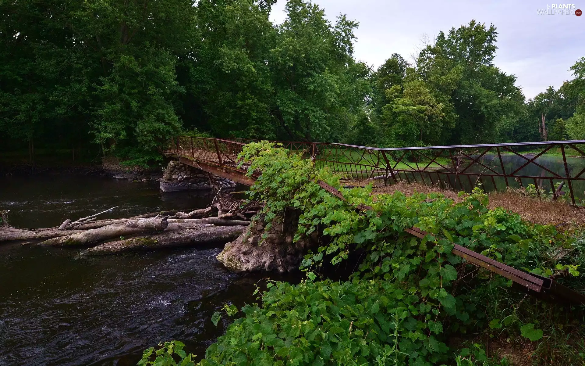 green ones, bridge, viewes, Logs, River, trees, Plants