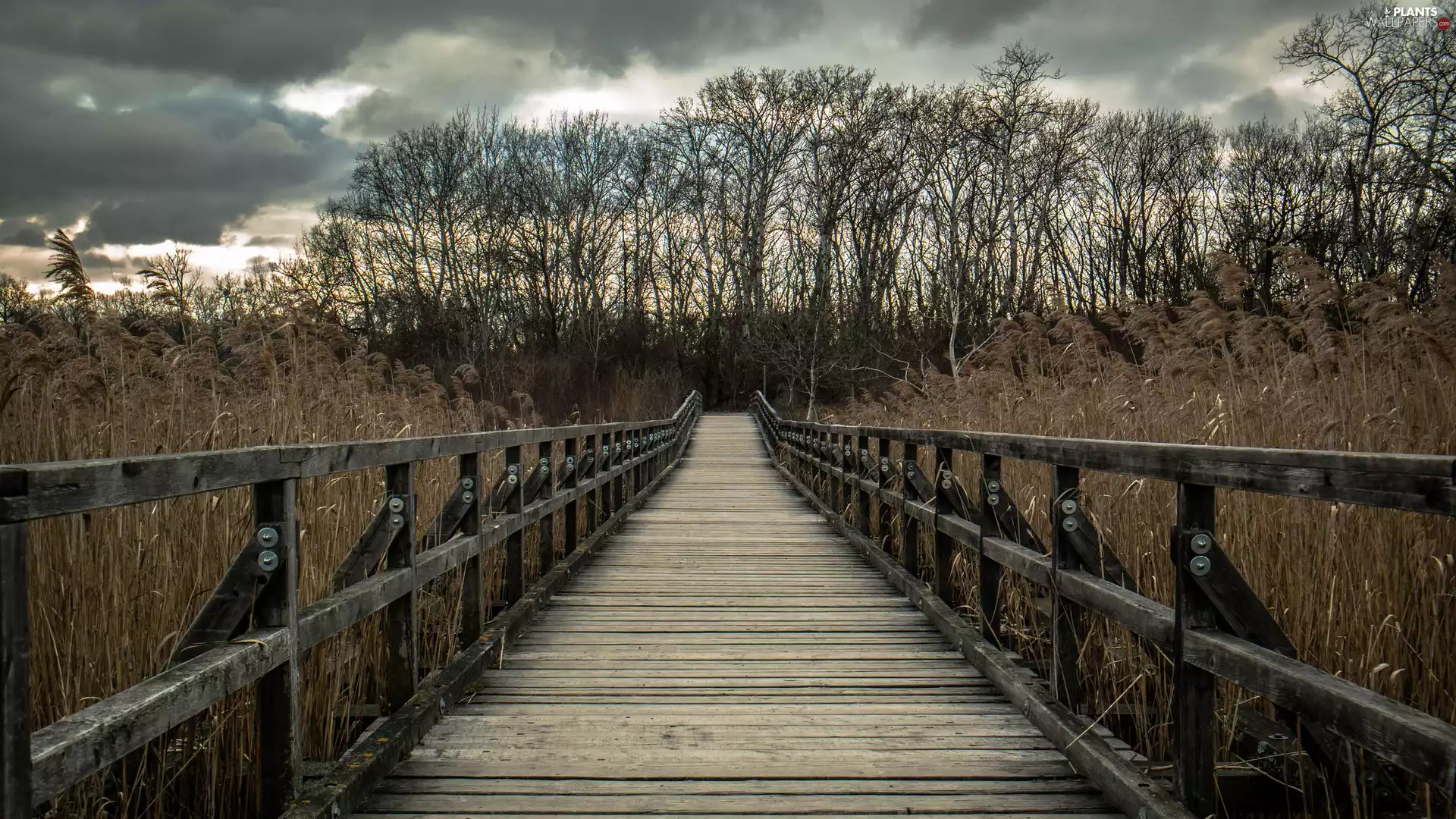 viewes, Plants, bridge, trees, wooden