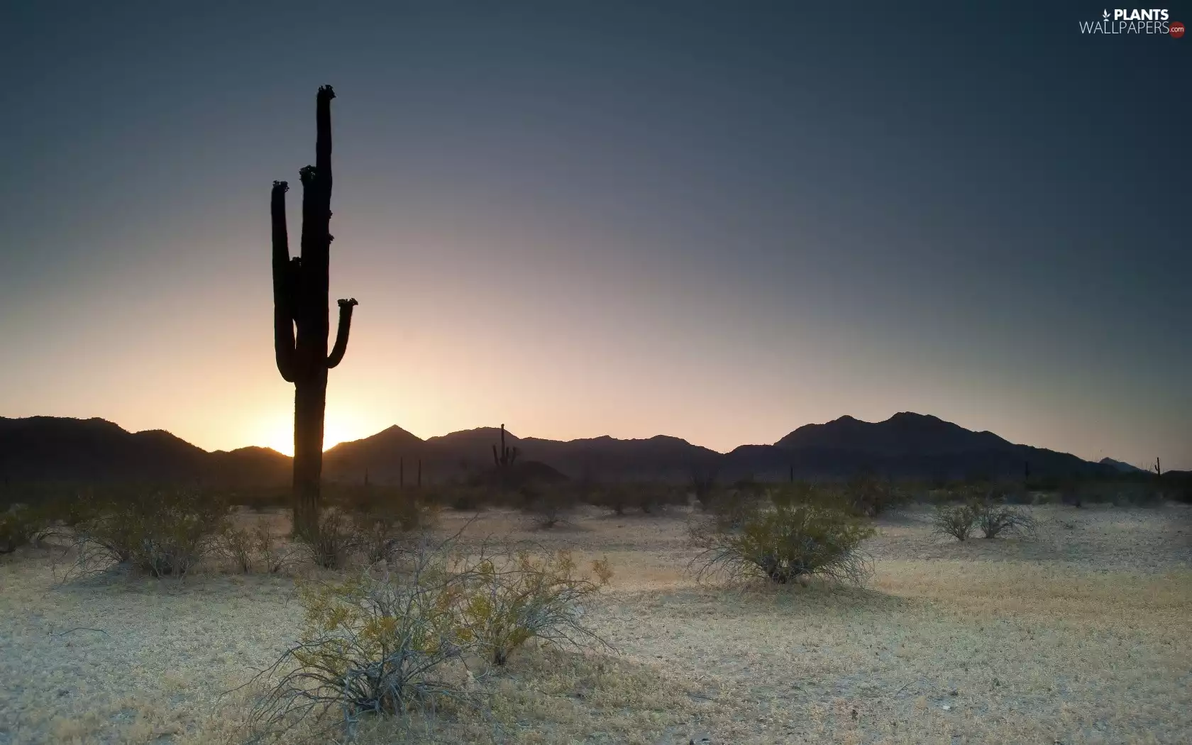 Plants, Desert, Cactus