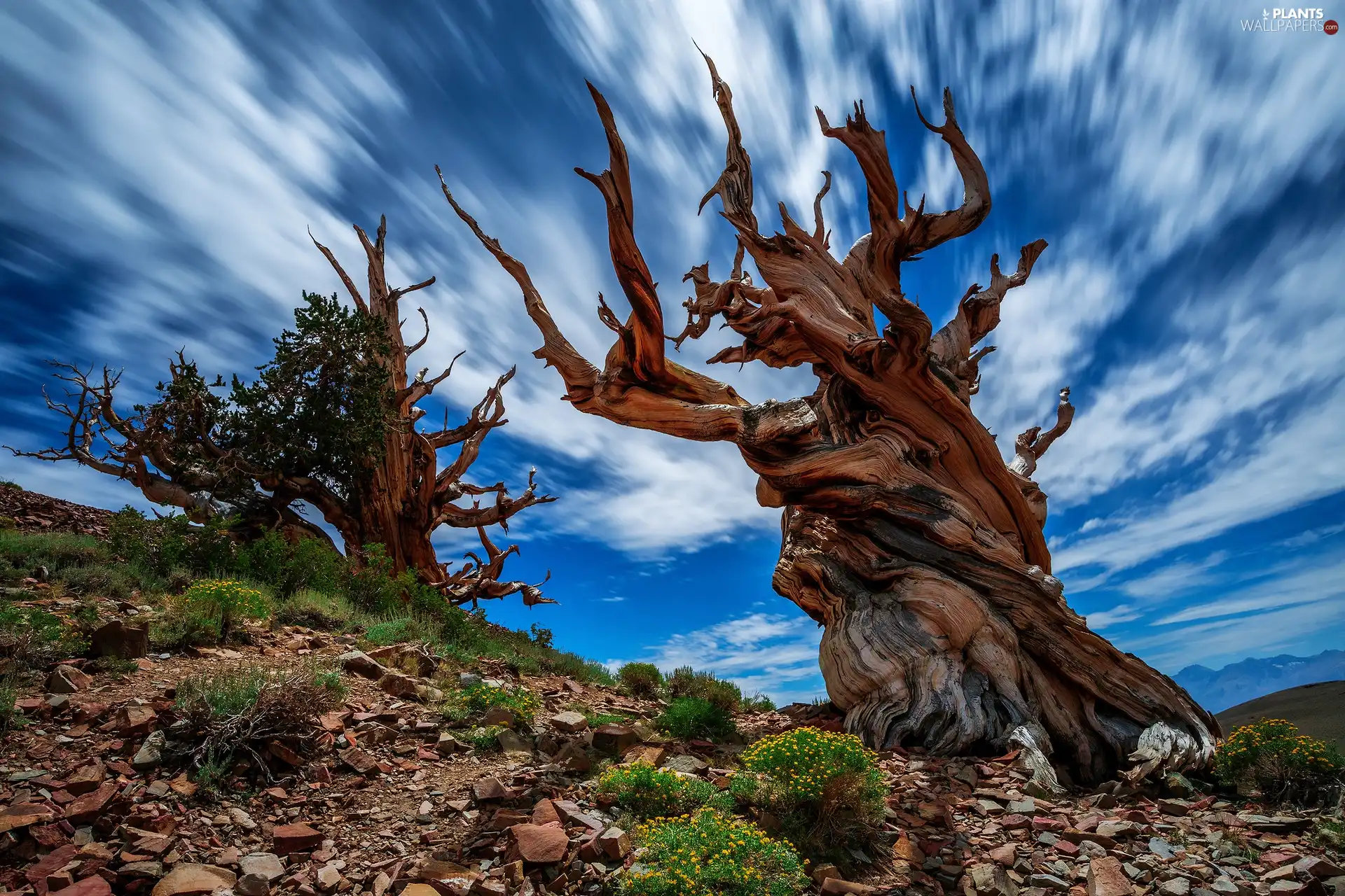 viewes, withered, Plants, clouds, Stones, trees