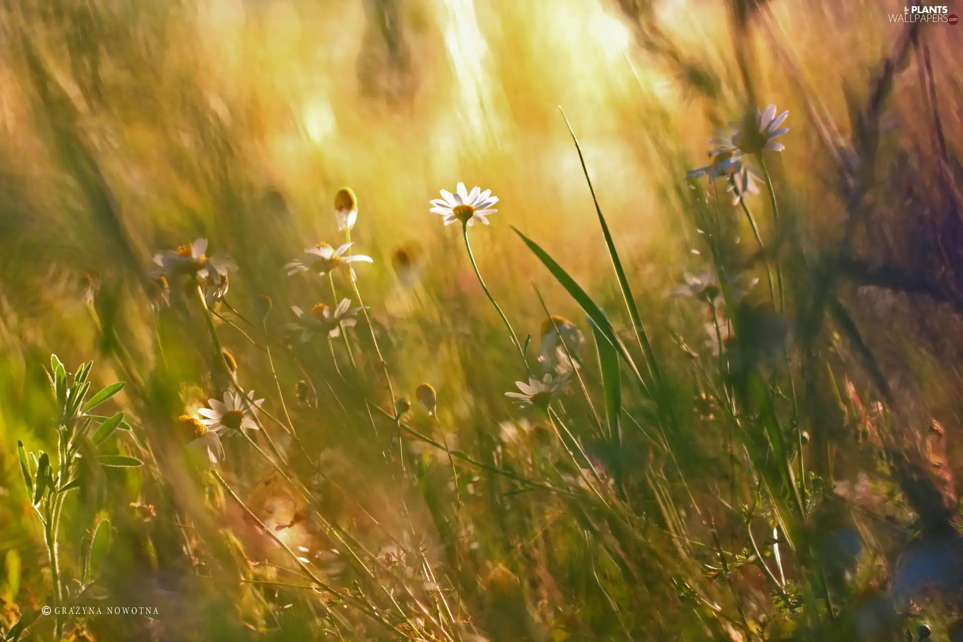 daisy, grass, Plants, Meadow