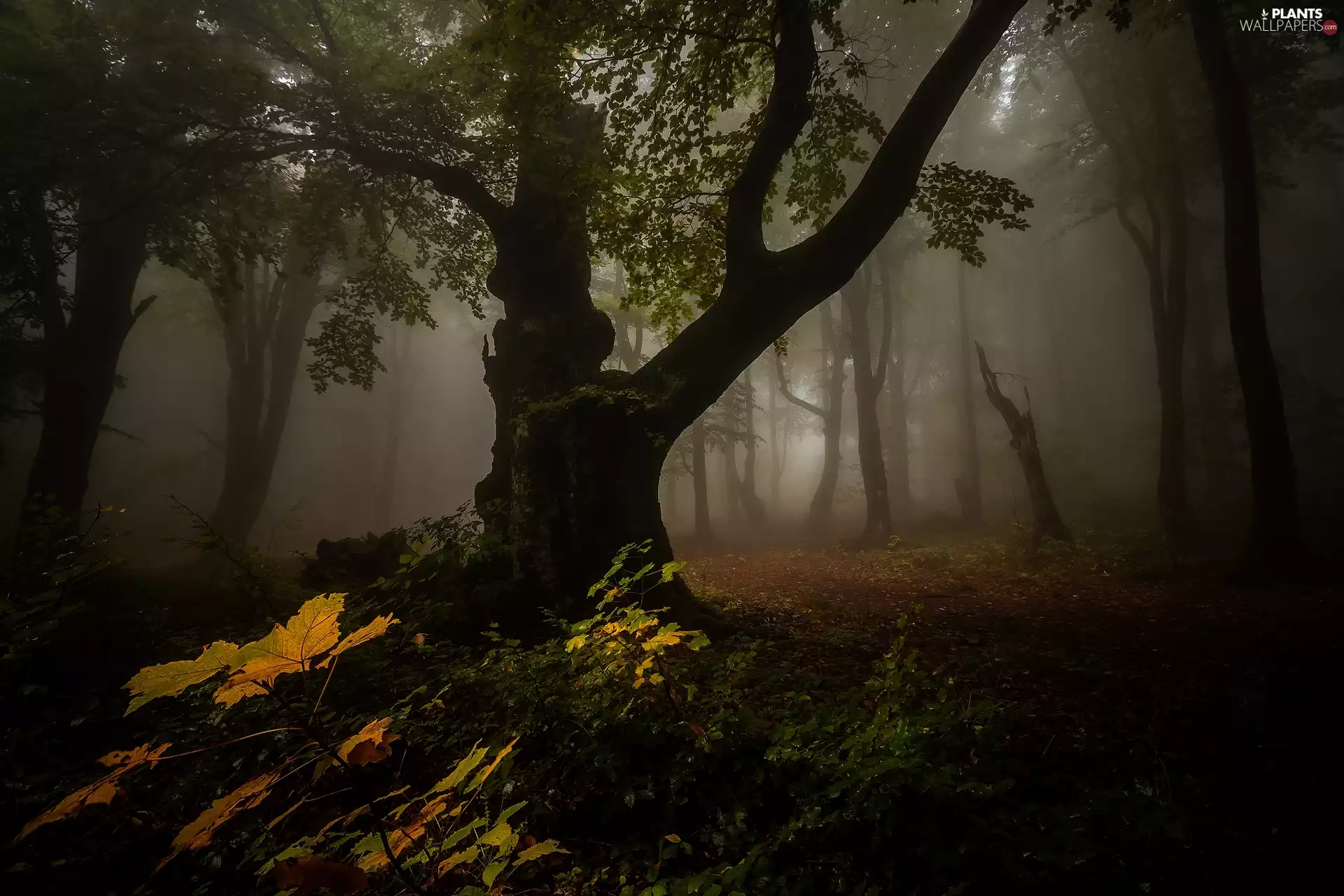 forest, autumn, viewes, Plants, trees, dark