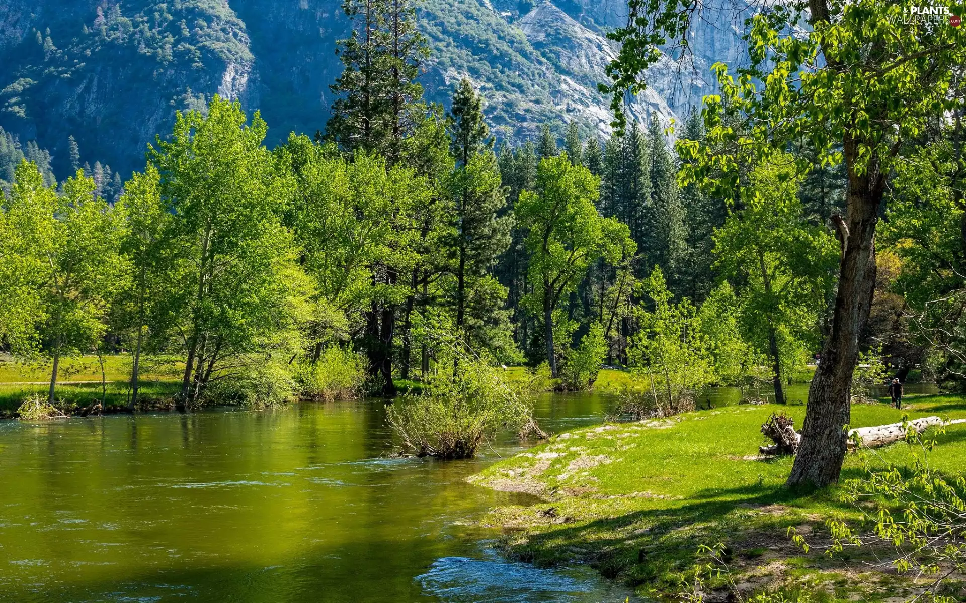 trees, viewes, day, River, sunny, forest, Mountains, Plants