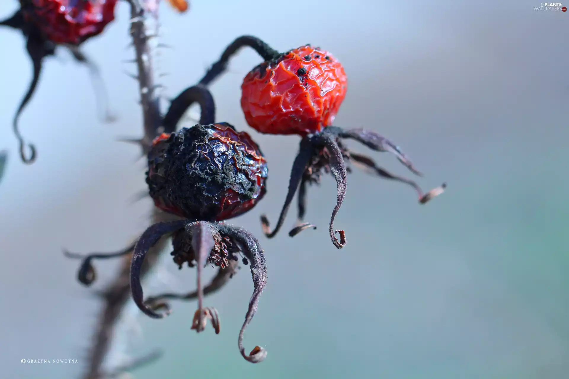dried, Wild, rose, Plants