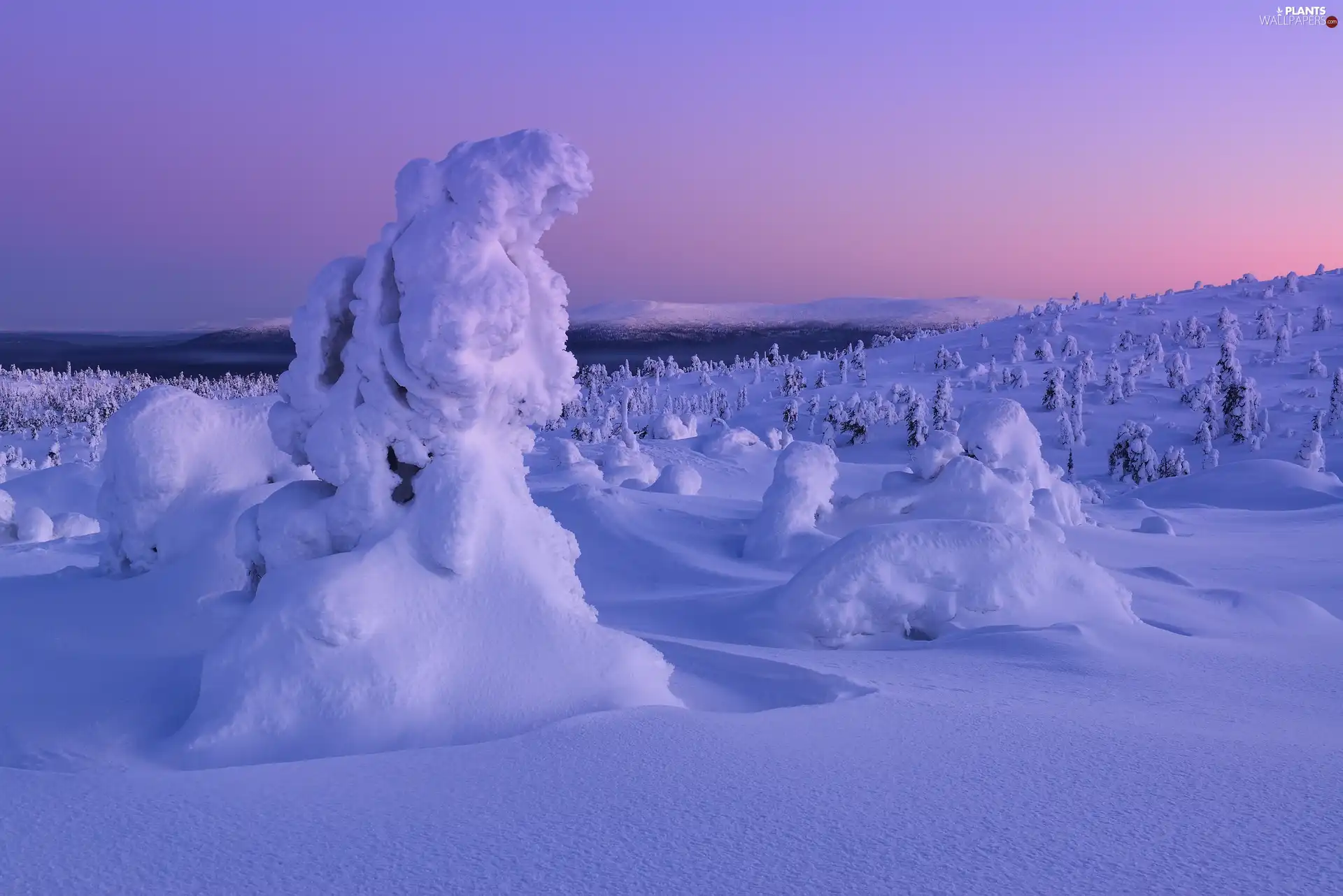 Snowy, trees, drifts, viewes, Sunrise, snow, winter, Plants