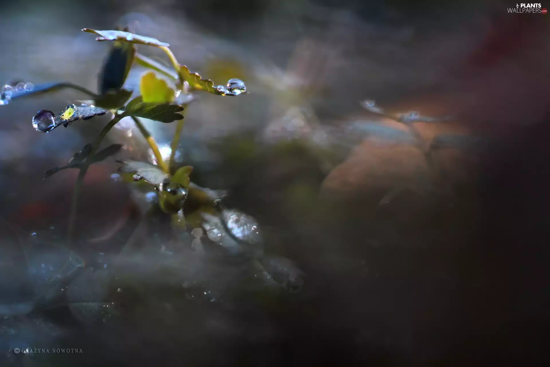 Plants, Leaf, drops