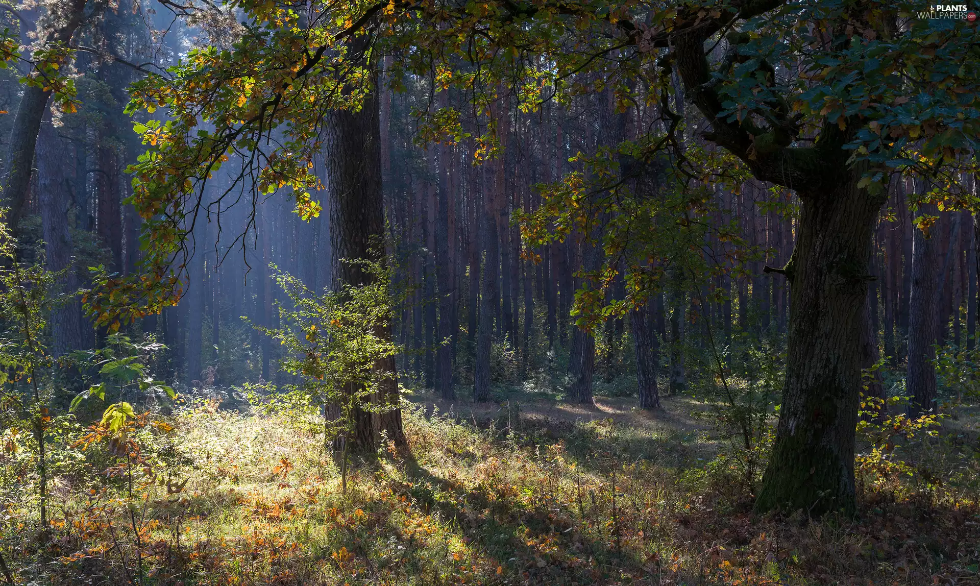 trees, autumn, grass, Plants, viewes, forest