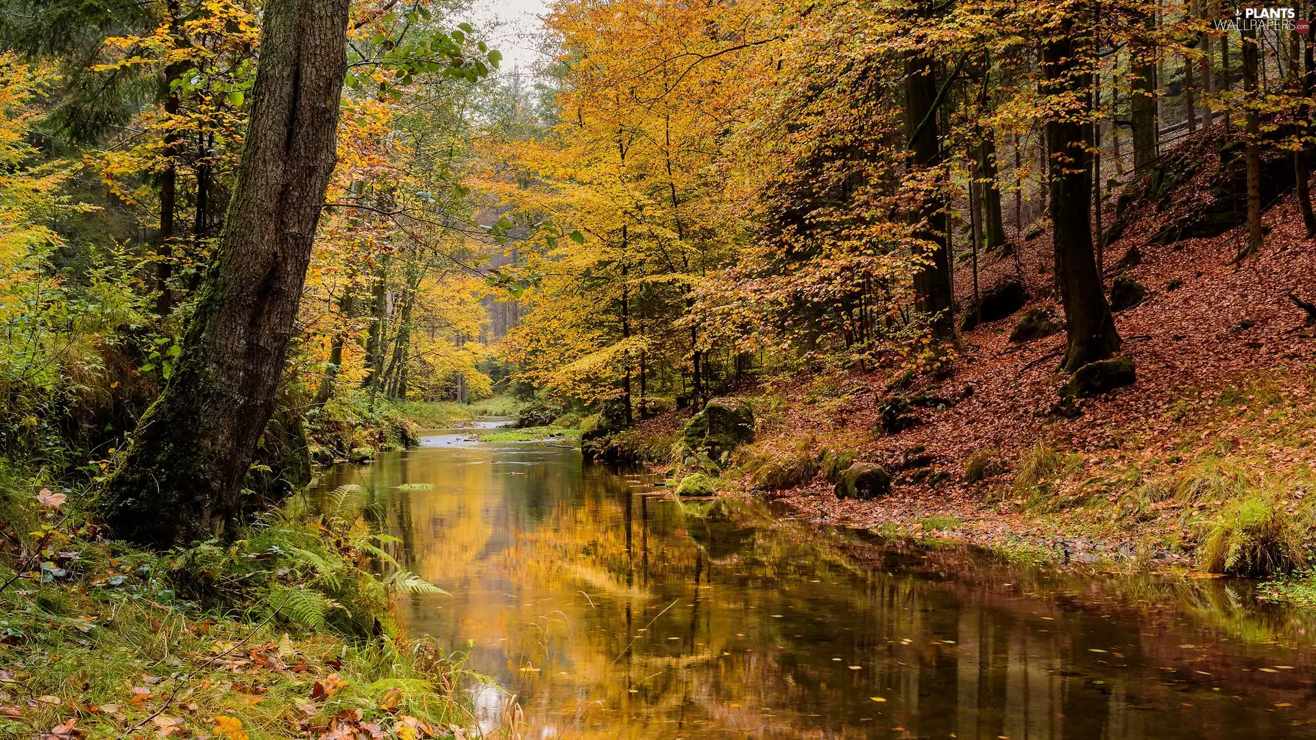 trees, autumn, River, Plants, viewes, forest