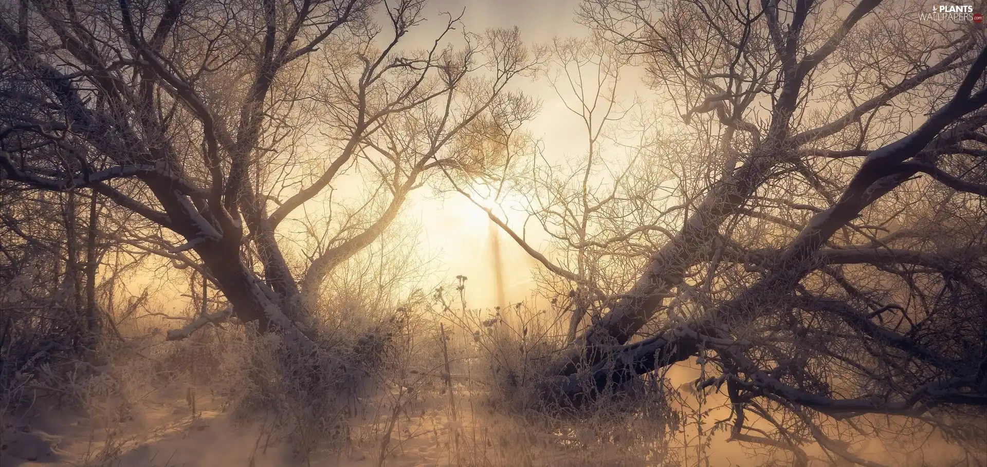 Plants, trees, light breaking through sky, Fog, White frost, viewes