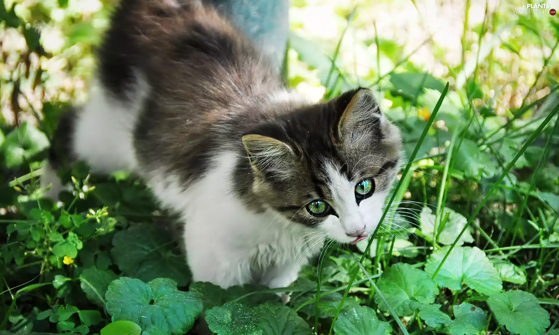 plants, cat, grass