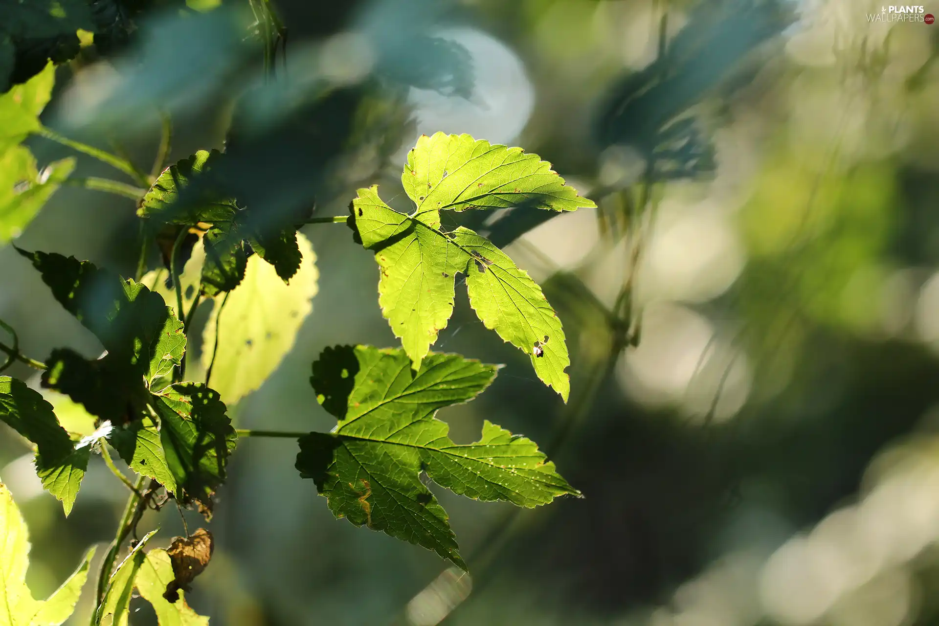 illuminated, Leaf, Plants, green ones