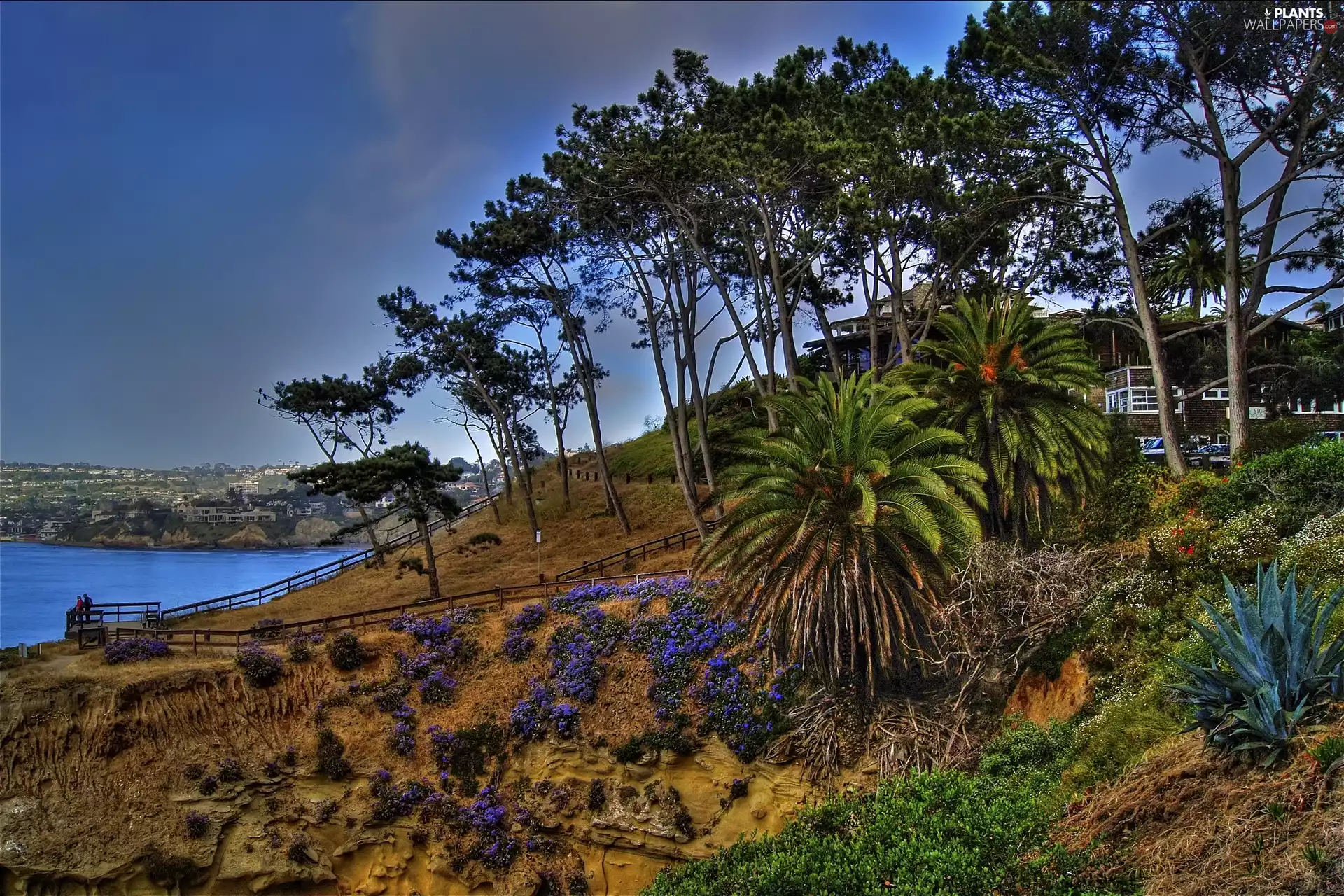 viewes, Plants, Hill, trees, lake