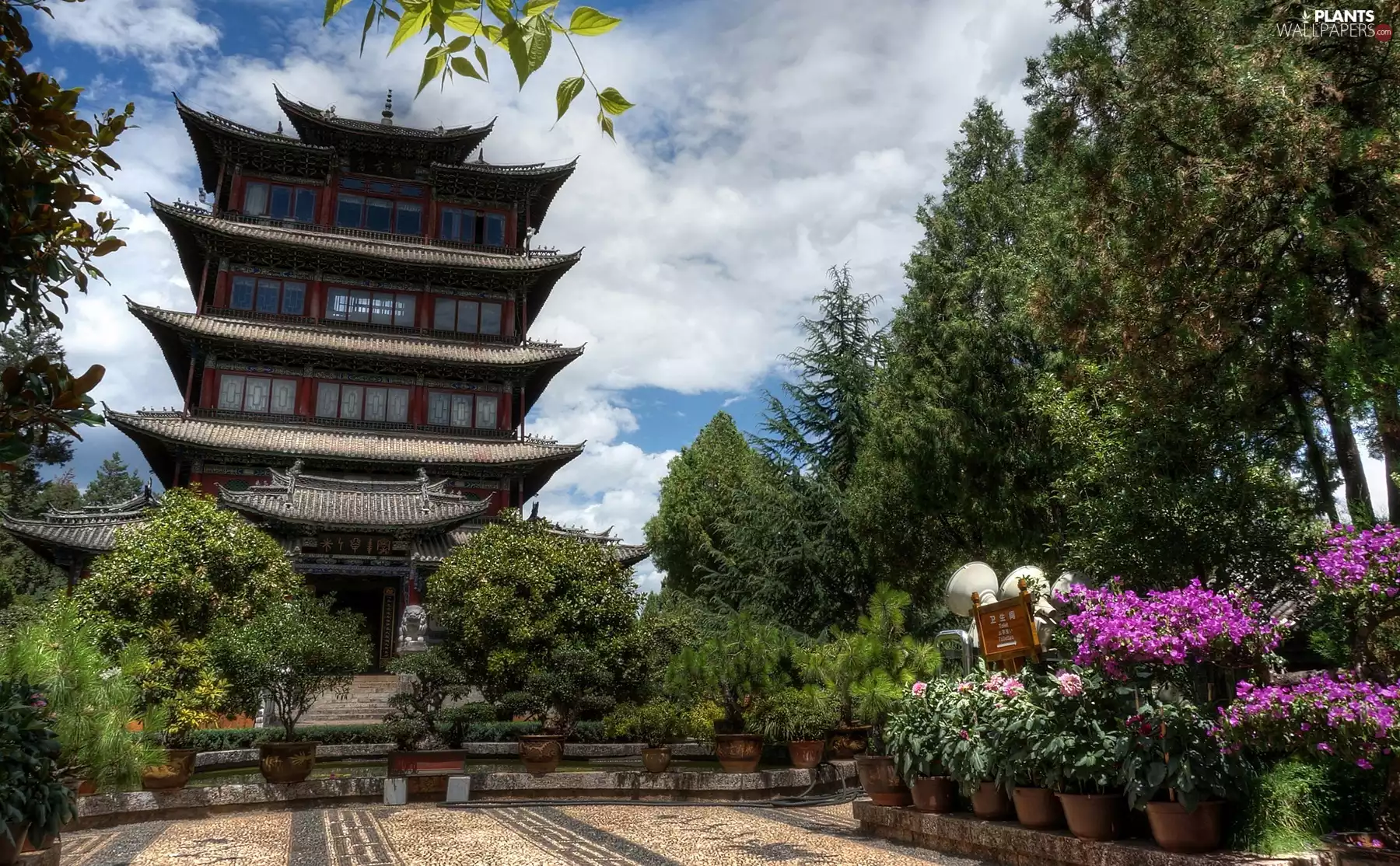 viewes, Plants, Home, trees, China