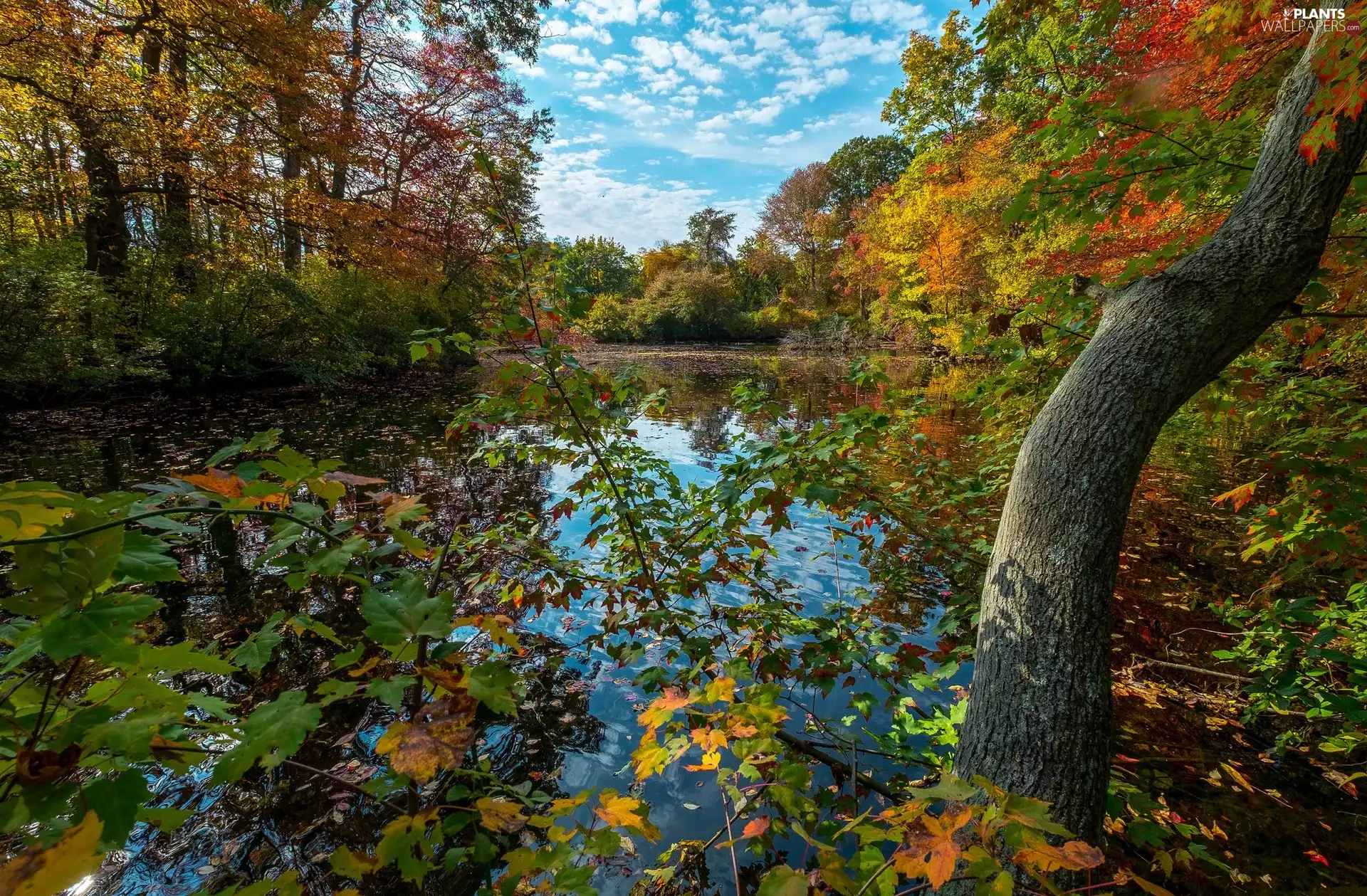 viewes, Plants, lake, trees, autumn