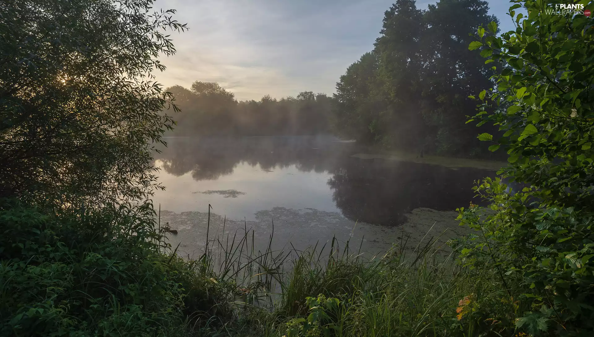 viewes, Plants, lake, trees, Fog