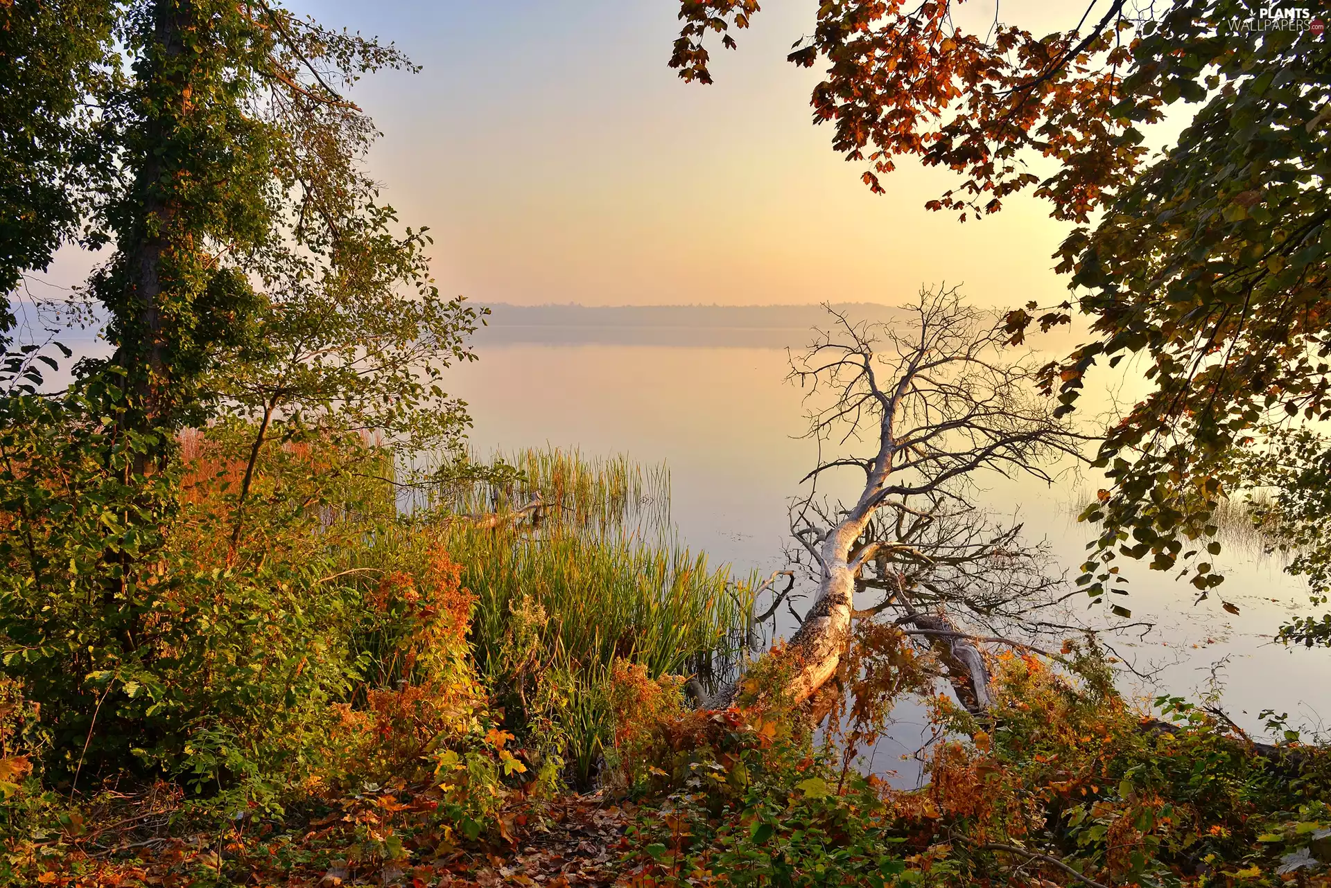viewes, Plants, lake, trees, morning