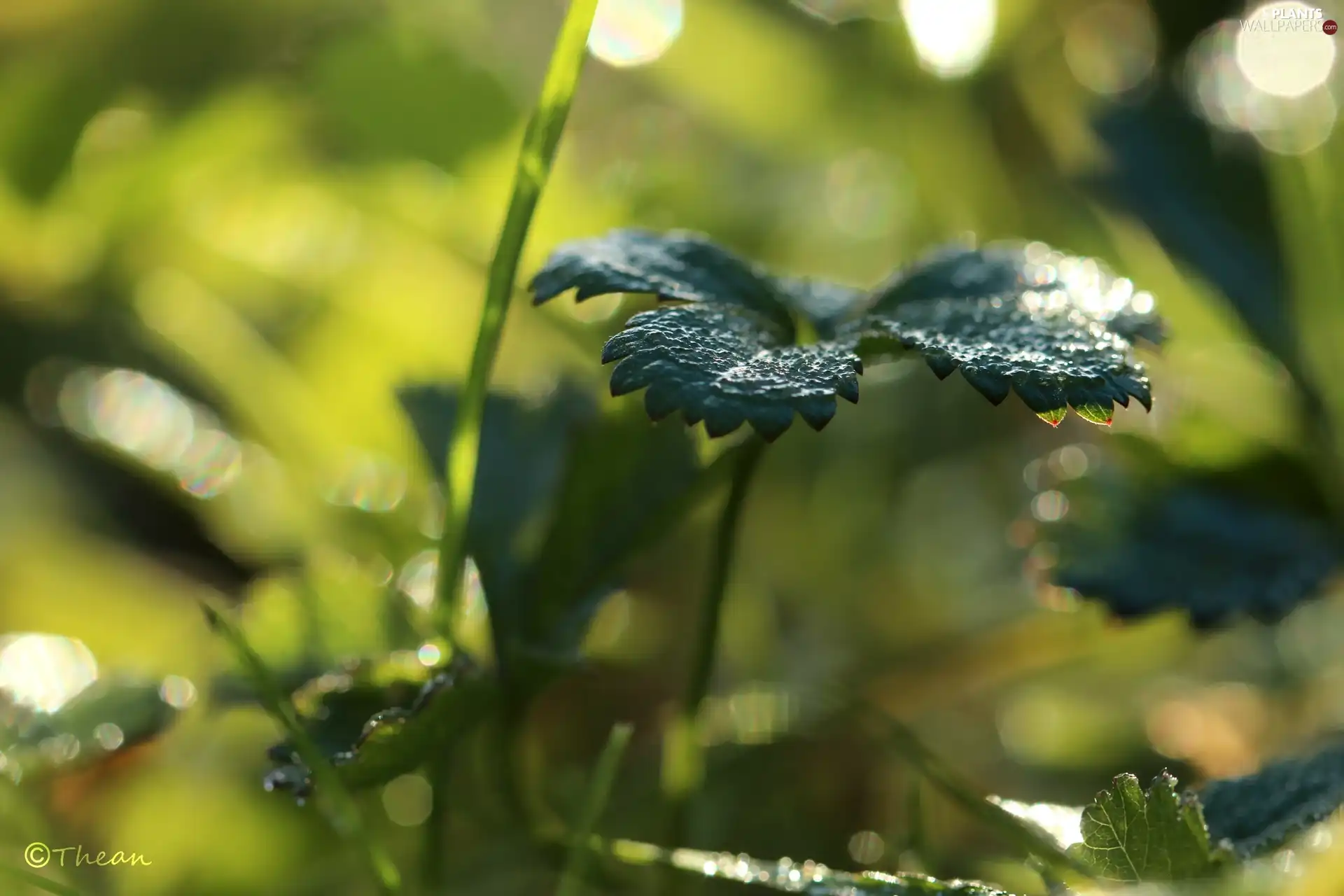 leaf, Plants