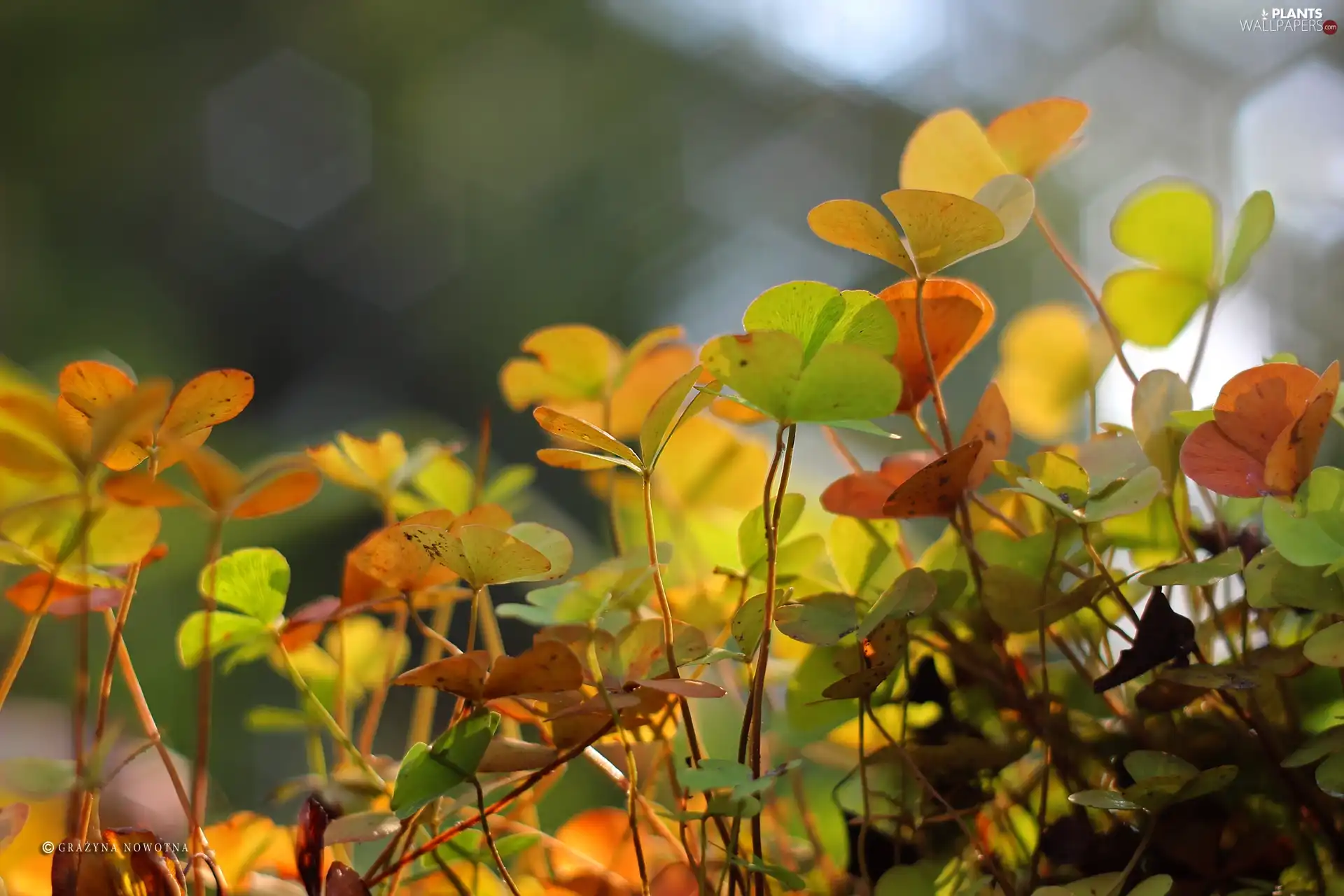 Plants, color, Leaf