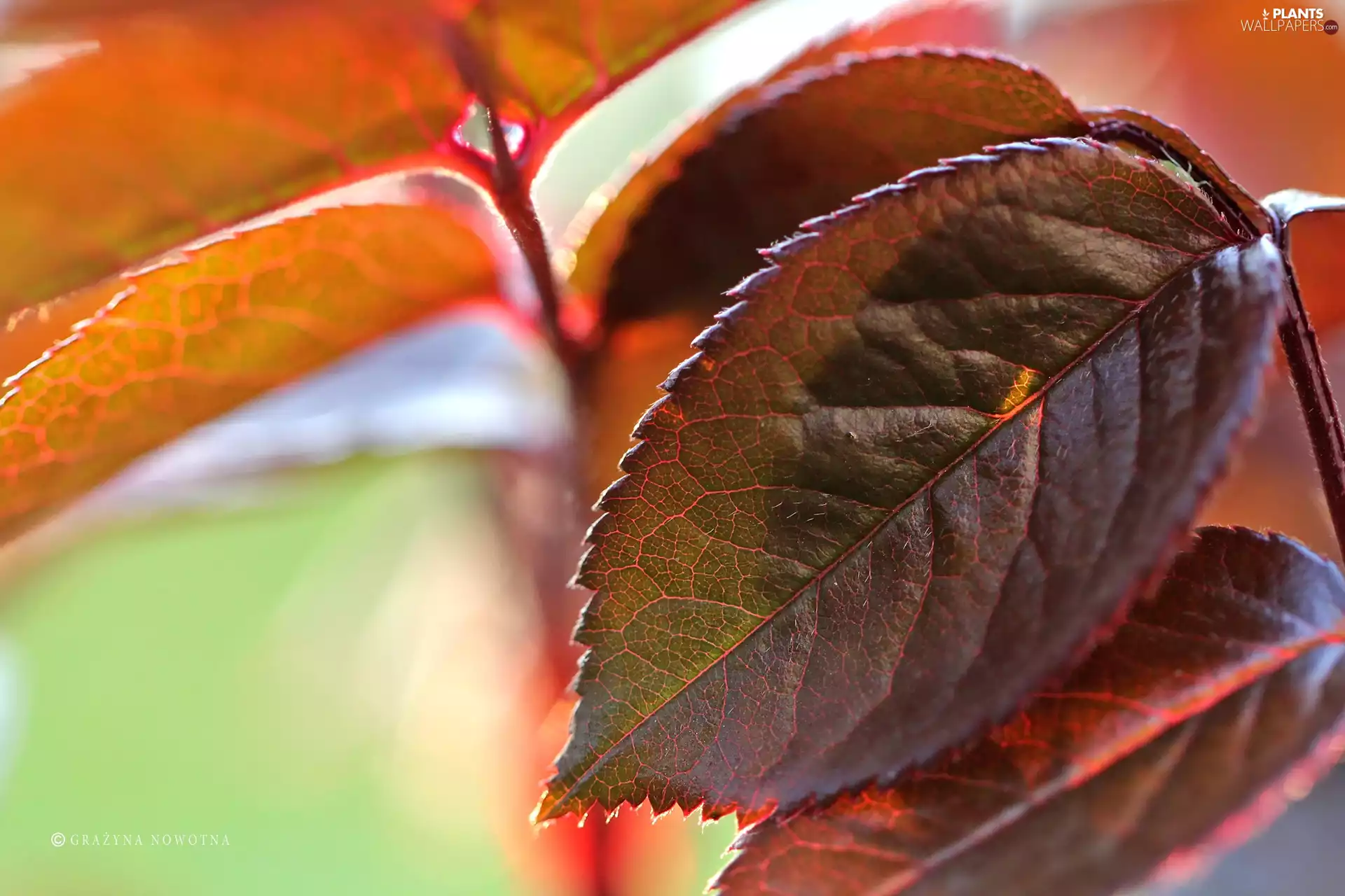 Plants, Red, Leaf