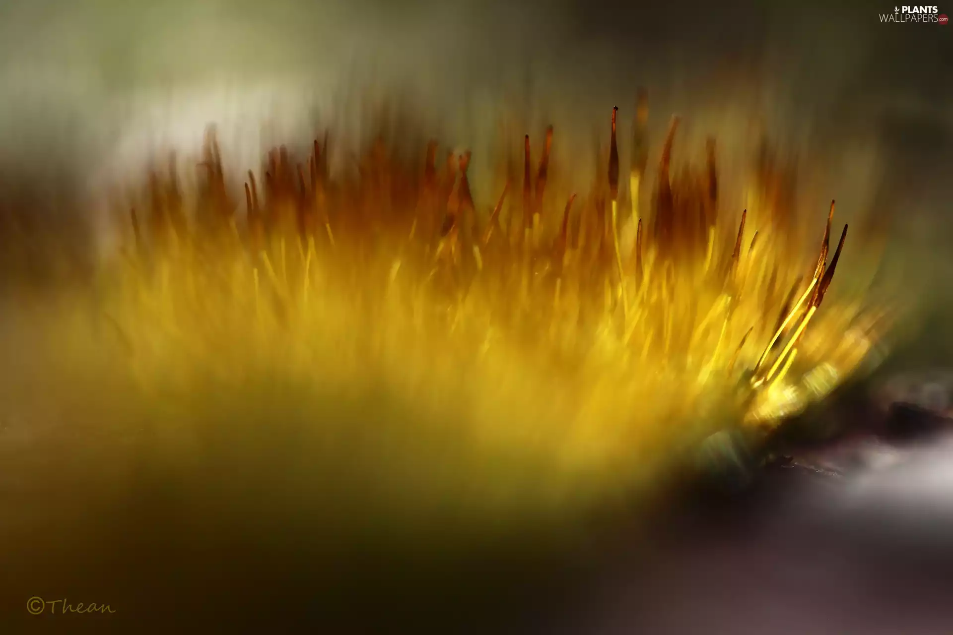 Close, Plants, lichens, blades, mosses