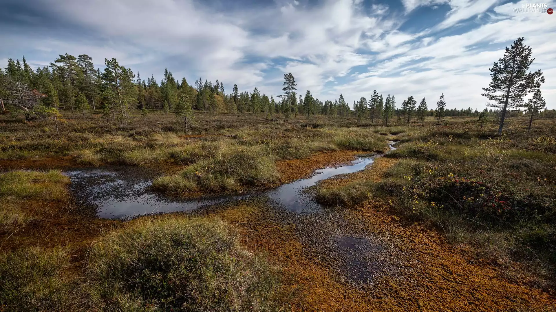 marshland, trees, viewes, Plants
