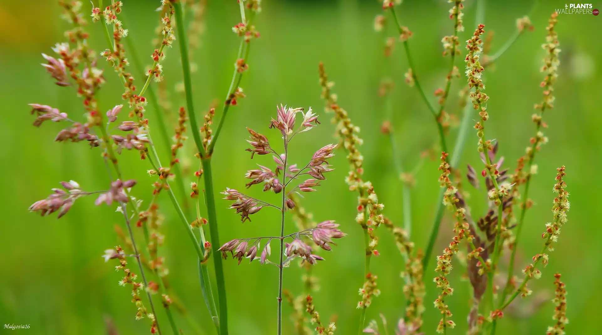 Meadow, blades, grass, Plants
