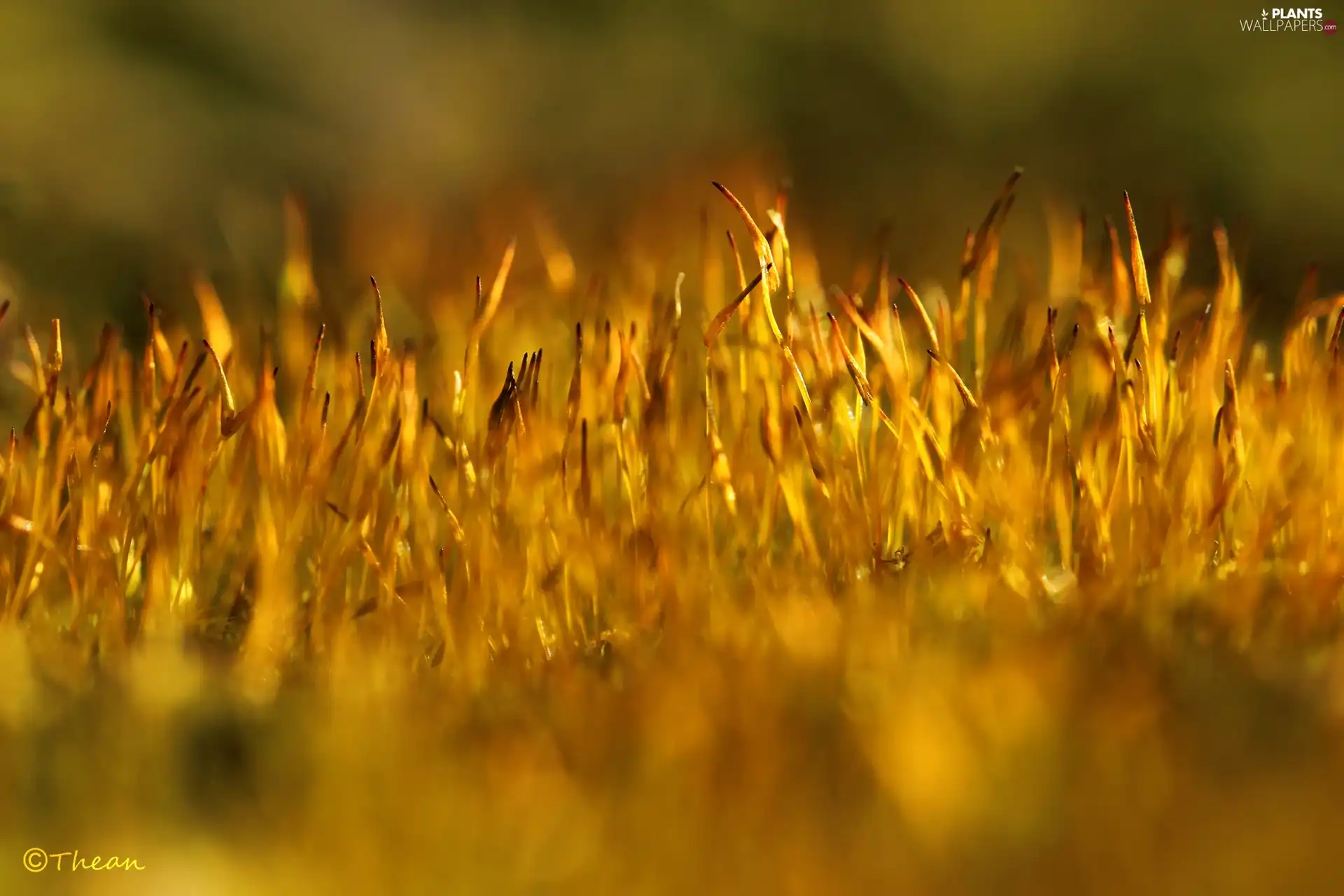 Plants, lichens, mosses