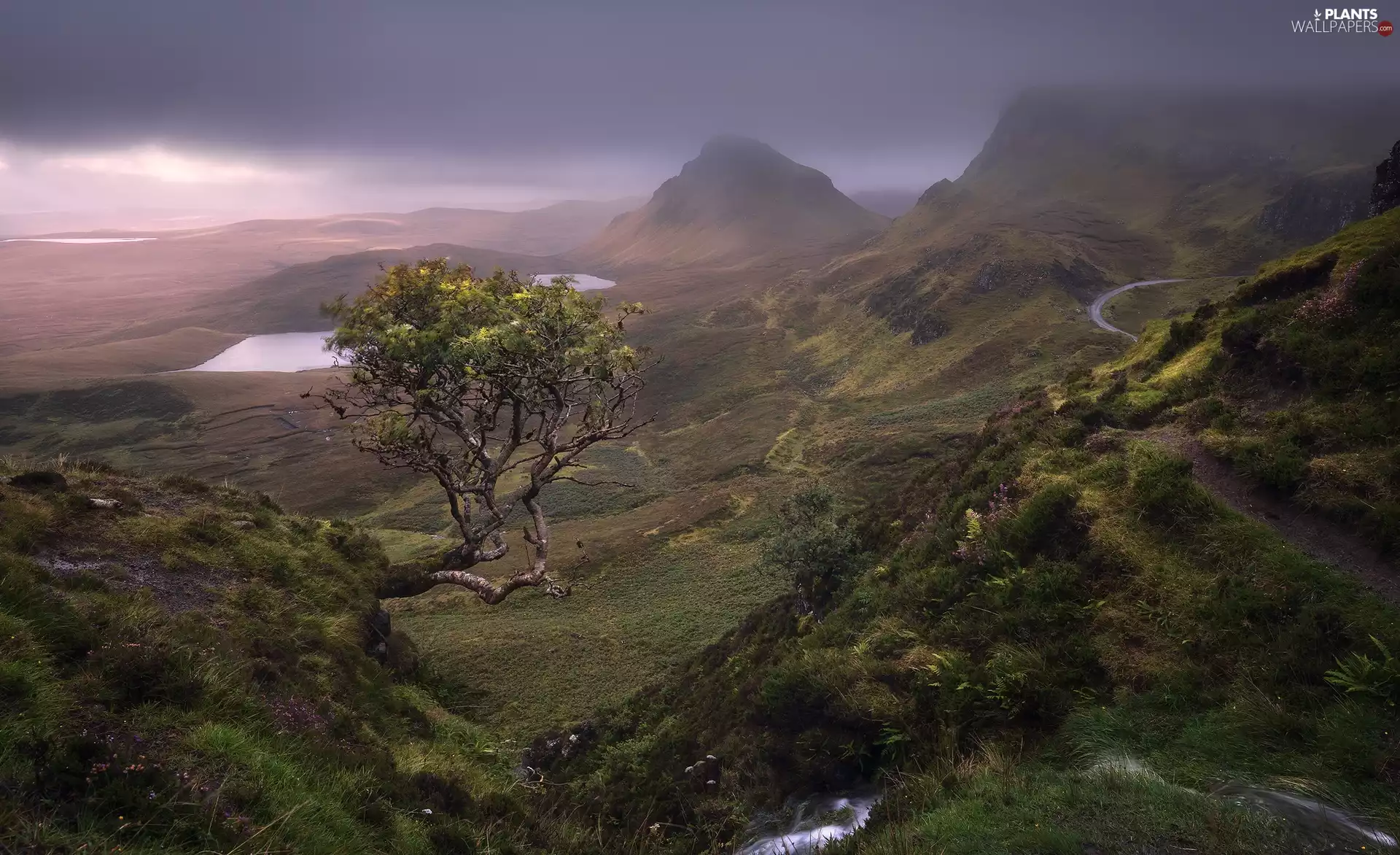Plants, lakes, Isle of Skye, Fog, Mountains, trees, Scotland