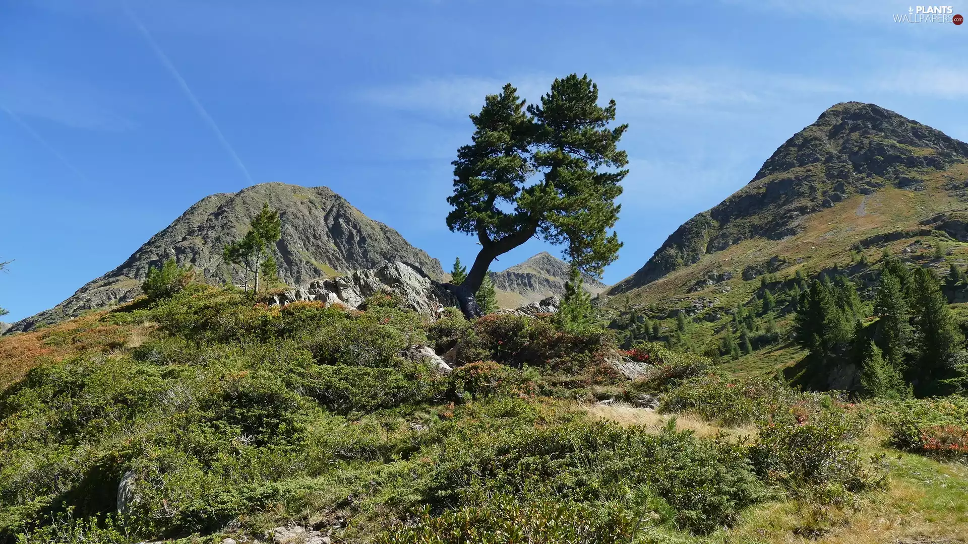Mountains, trees, viewes, Plants