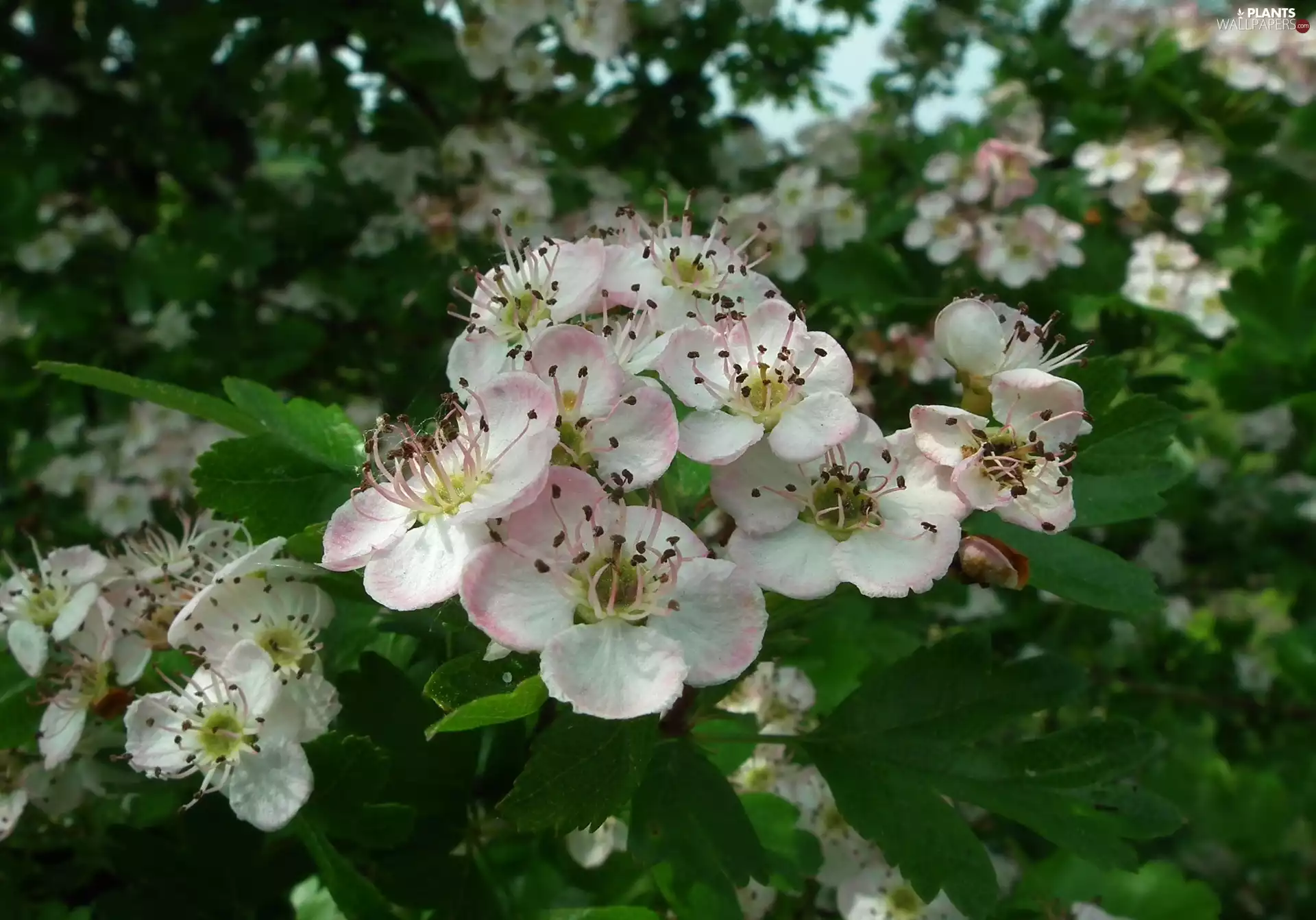 nature, Bush, Chokeberry, Plants