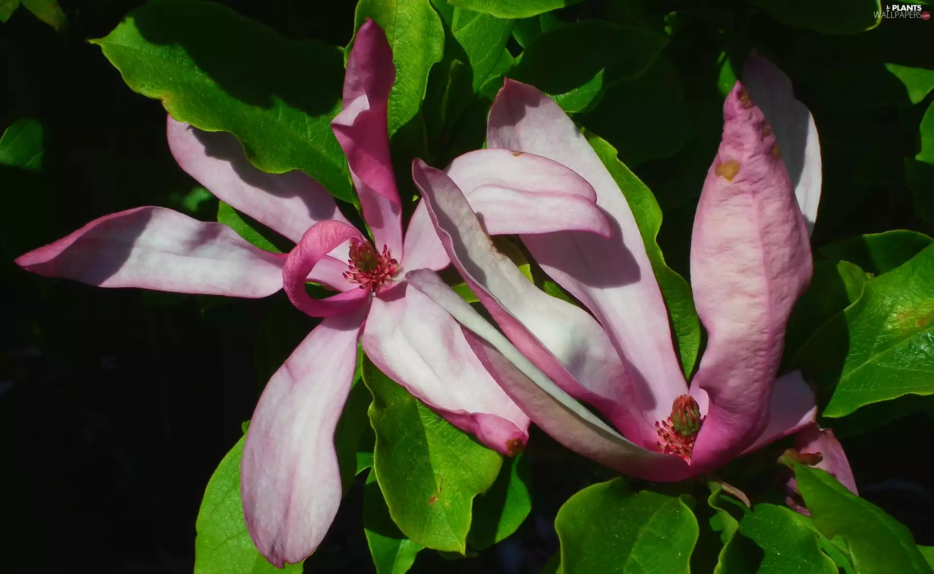 nature, Flowers, Magnolia, Plants